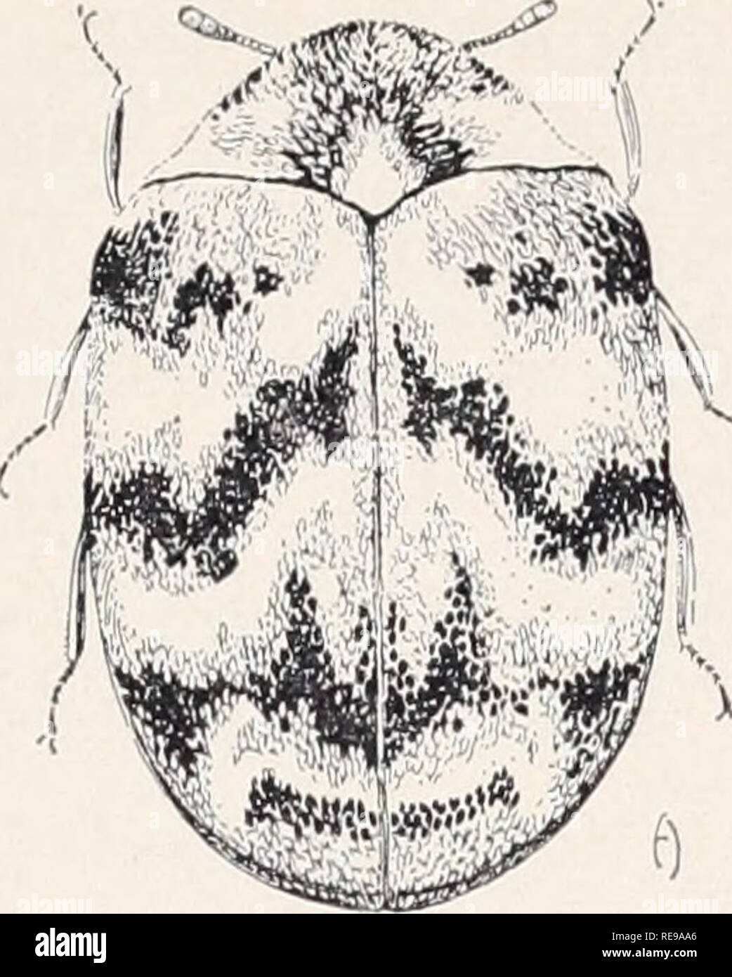 . Control of household insects and related pests. Household pests; Insect pests. ! , ma Size:. Larva Varied Carpet H Adult Beetle, Anthrenus verbasci (Linn.). Please note that these images are extracted from scanned page images that may have been digitally enhanced for readability - coloration and appearance of these illustrations may not perfectly resemble the original work.. Michelbacher, A. E. (Abe Ezra), 1899-1991. [Berkeley, Calif. ] : Division of Agricultural Sciences, University of California Stock Photo