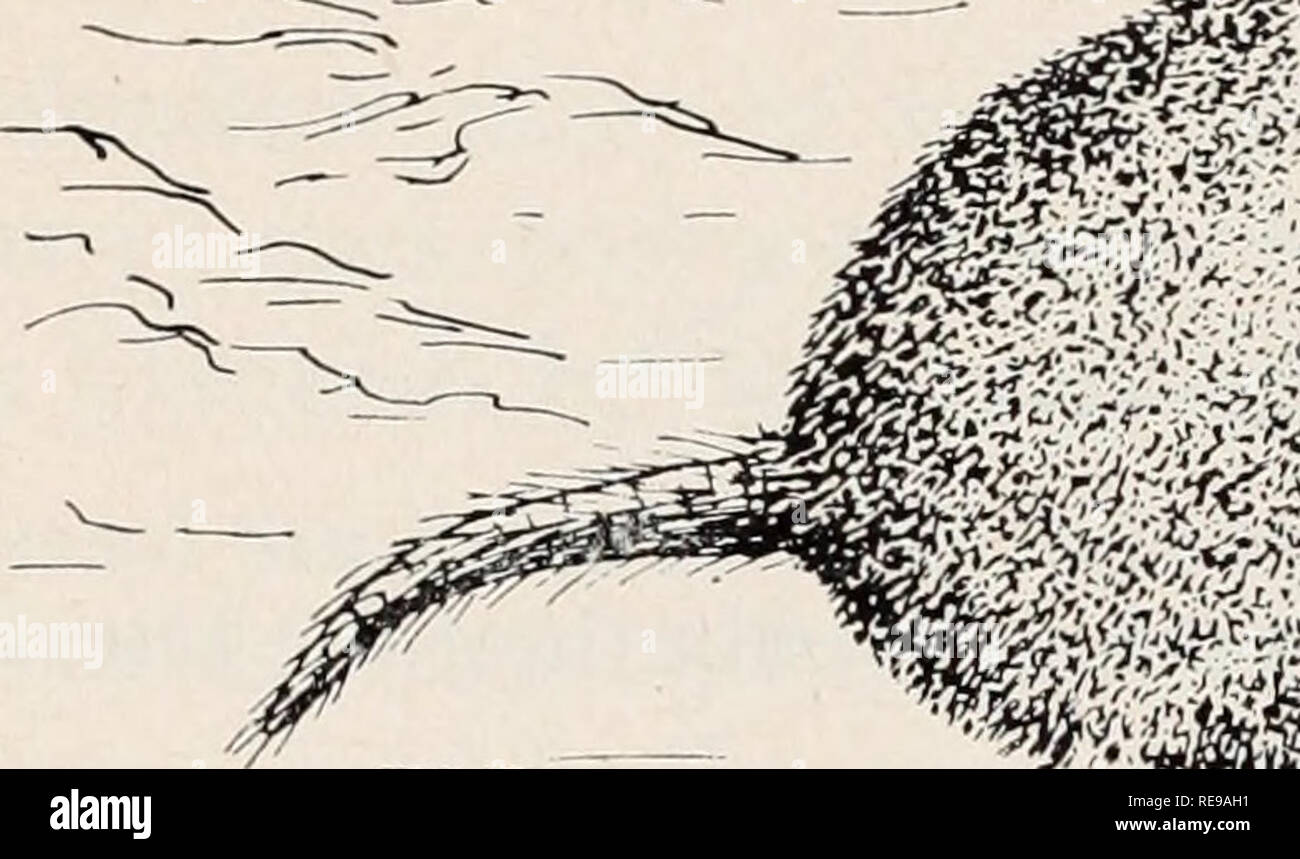 Control of field rodents in California. Rodents; Mammals
