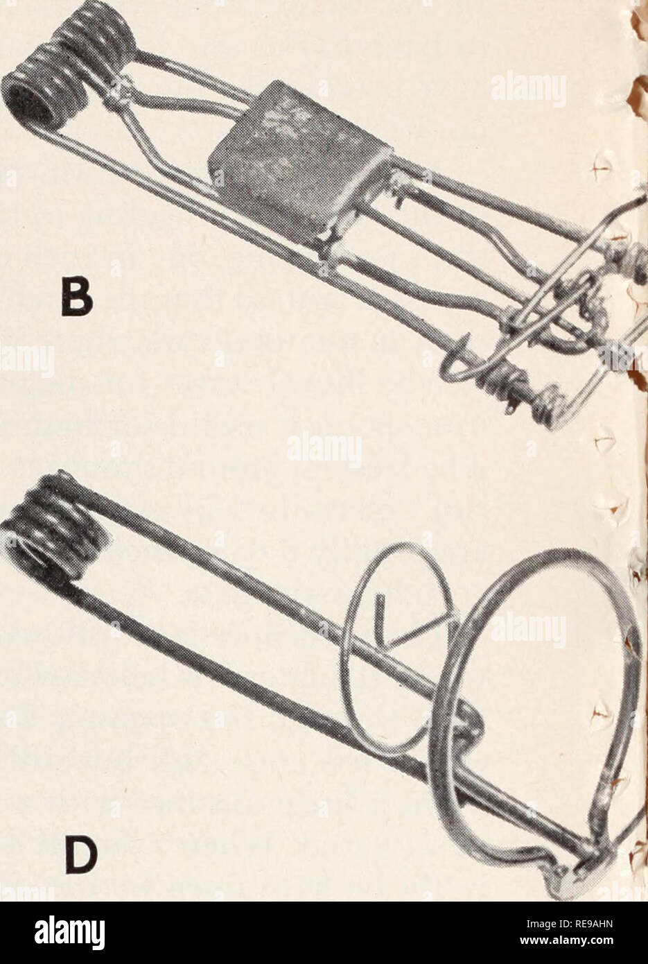 Control Of Field Rodents In California Rodents Mammals Fig 13