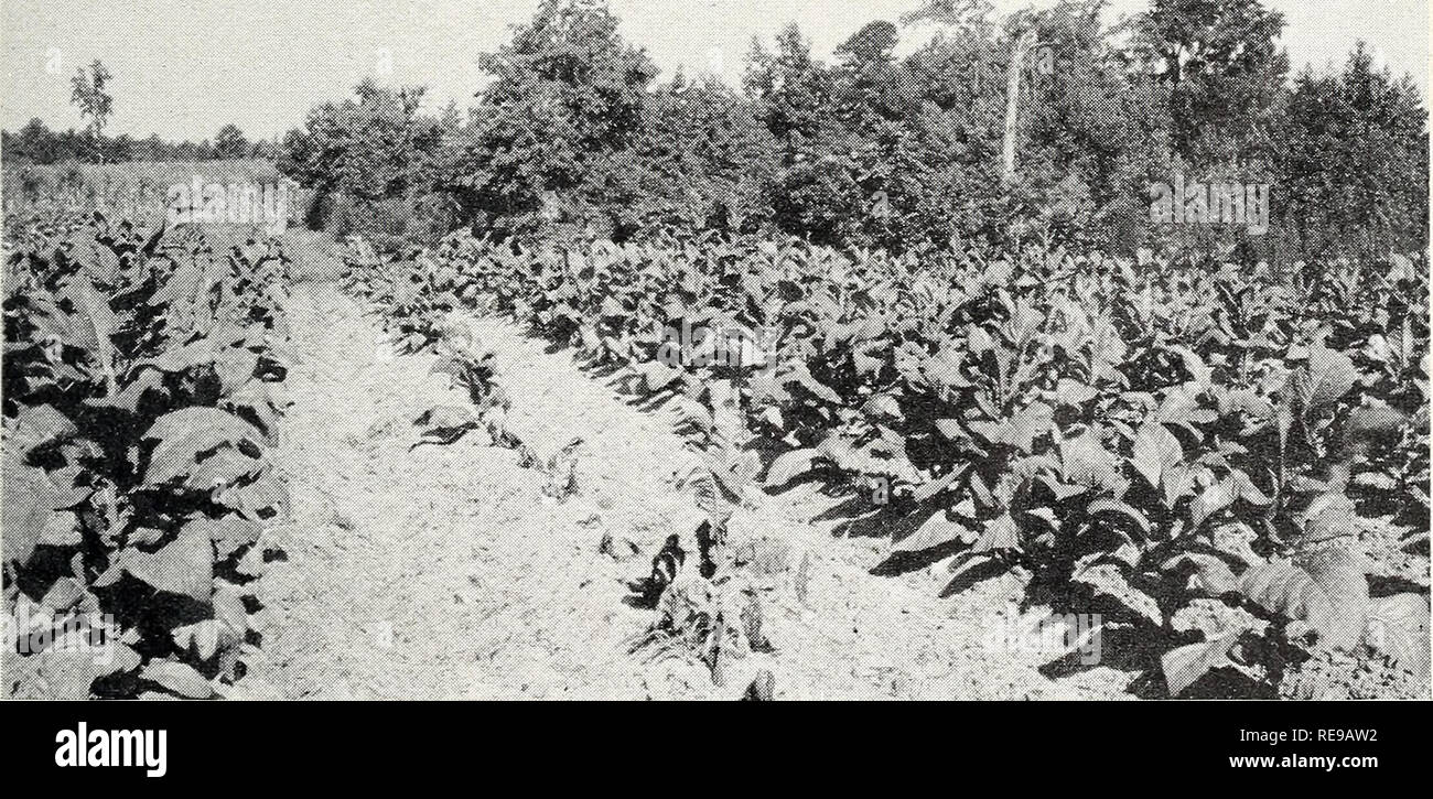 . Control of bacterial wilt (Bacterium solanacearum) of tobacco as influenced by crop rotation and chemical treatment of the soil. Tobacco Diseases and pests. CONTROL OF BACTERIAL WILT 9 Table 2.— Wilt on tobacco grown on large plots in 1939, after 3 years of another crop Crop grown for 3 years before tobacco Tobacco Native weeds Crabgrass Sweetpotato  Redtop 2 Corn Tobacco plants wilted August 1 Percent i 100 84 91 75 59 41 Acre yield of tobacco Weight Pounds 0 298 340 473 733 Value Dollars 0 48.78 55.28 78.09 120. 51 129. 52 1 Approximately 800 plants per plot. 2 Sudan grass (Sorghum vulgare Stock Photo