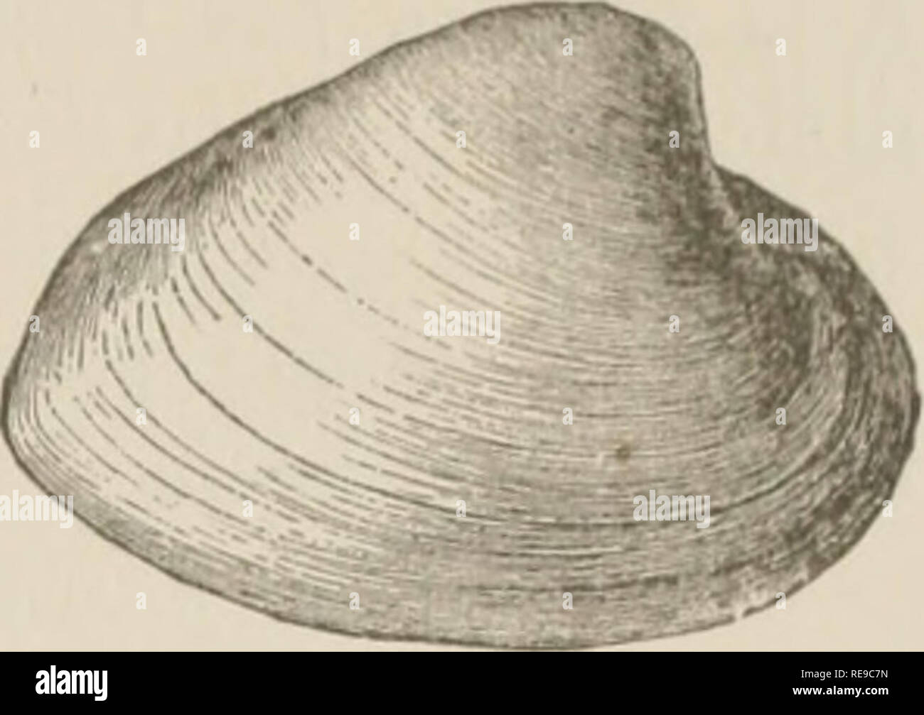 Bivalve types hi-res stock photography and images - Alamy