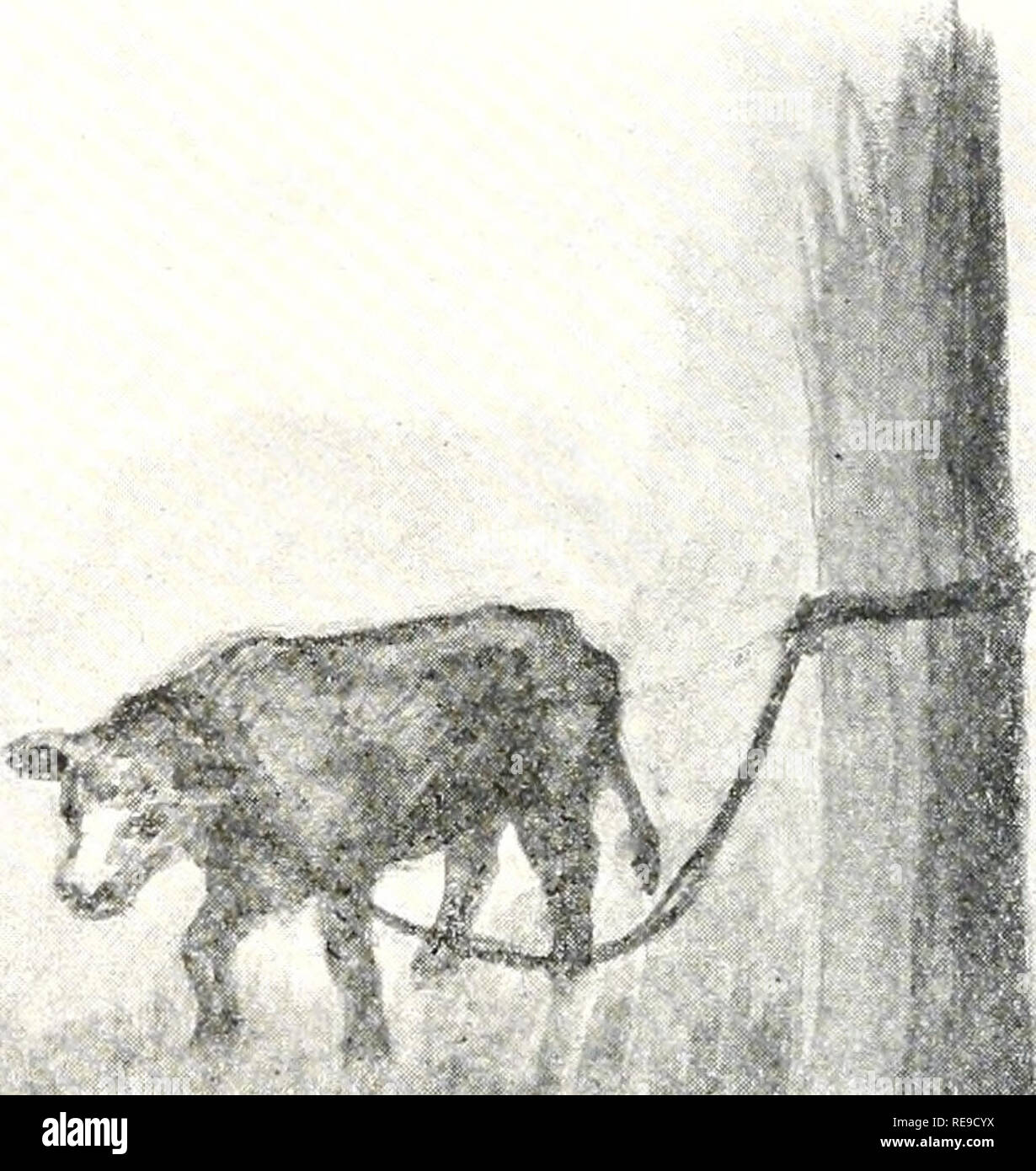 Tether Cow . The early herdsmen. Prehistoric peoples. The calf jumped up and pawed ...