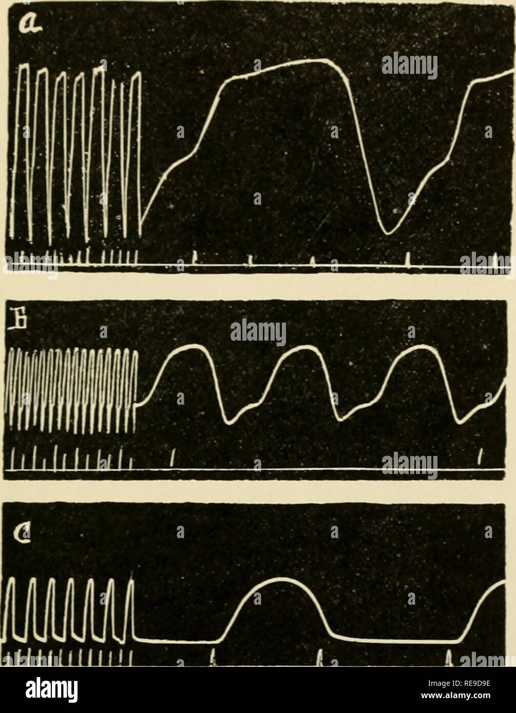 . Contributions to practical physiology and pharmacology. Physiology; Pharmacology. CAKPKlOKAril 23 levers may be attached to one heart and both auricular and ventricular contractions separately and coincidently recorded. The lever is also adapted to studying the heart in situ by the sus- pension method. See tracing, Fig. 17, A. For this purpose the points and electrodes may be removed. The posterior support rod is removed. Fig. 17. Heart tracings from a 31.5 gm. frog. A. By suspension method with regular myograph. B. Heart isolated and auricles and ventricle attached to points of myograph. C. Stock Photo