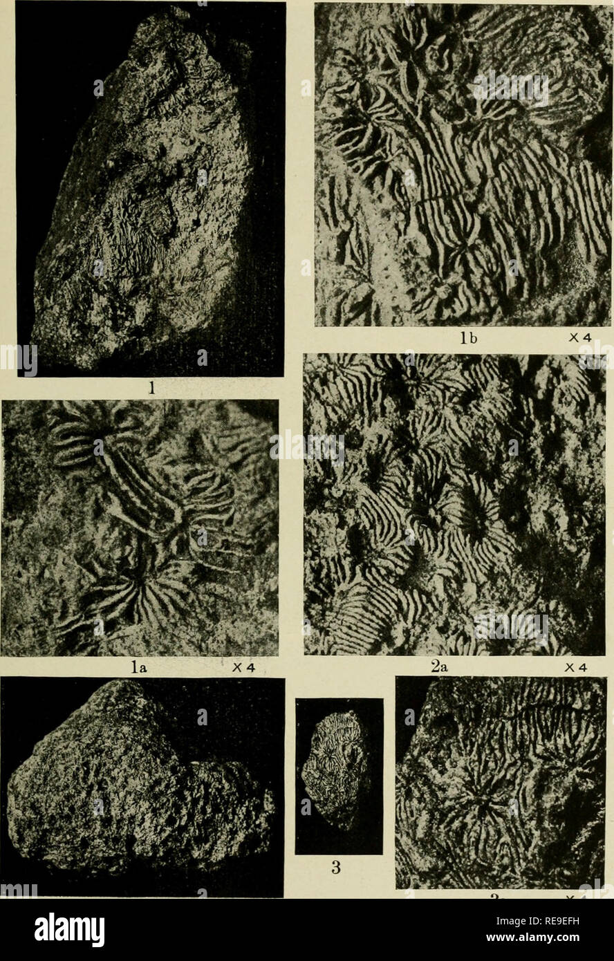 . Contributions to the geology and paleontology of the Canal Zone, Panama, and geologically related areas in Central America and the West Indies.. Paleontology; Paleontology; Paleontology. U. S. NATIONAL MUSEUM BULLETIN 103 PL. 110. 2 3a Fossil Corals from Central America and West Injiz X4 Foa EXPLANATION OF PLATE SEE PAGES 515 AND 516.. Please note that these images are extracted from scanned page images that may have been digitally enhanced for readability - coloration and appearance of these illustrations may not perfectly resemble the original work.. Vaughan, Thomas Wayland, 1870-1952; Uni Stock Photo