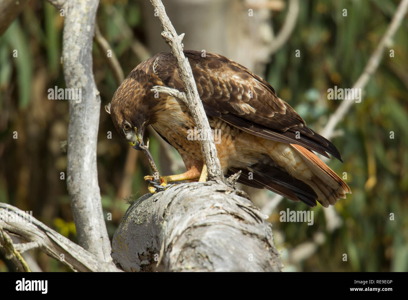 Red-tailed Hawk (Buteo jamaicensis) feeding on a lizard Stock Photo