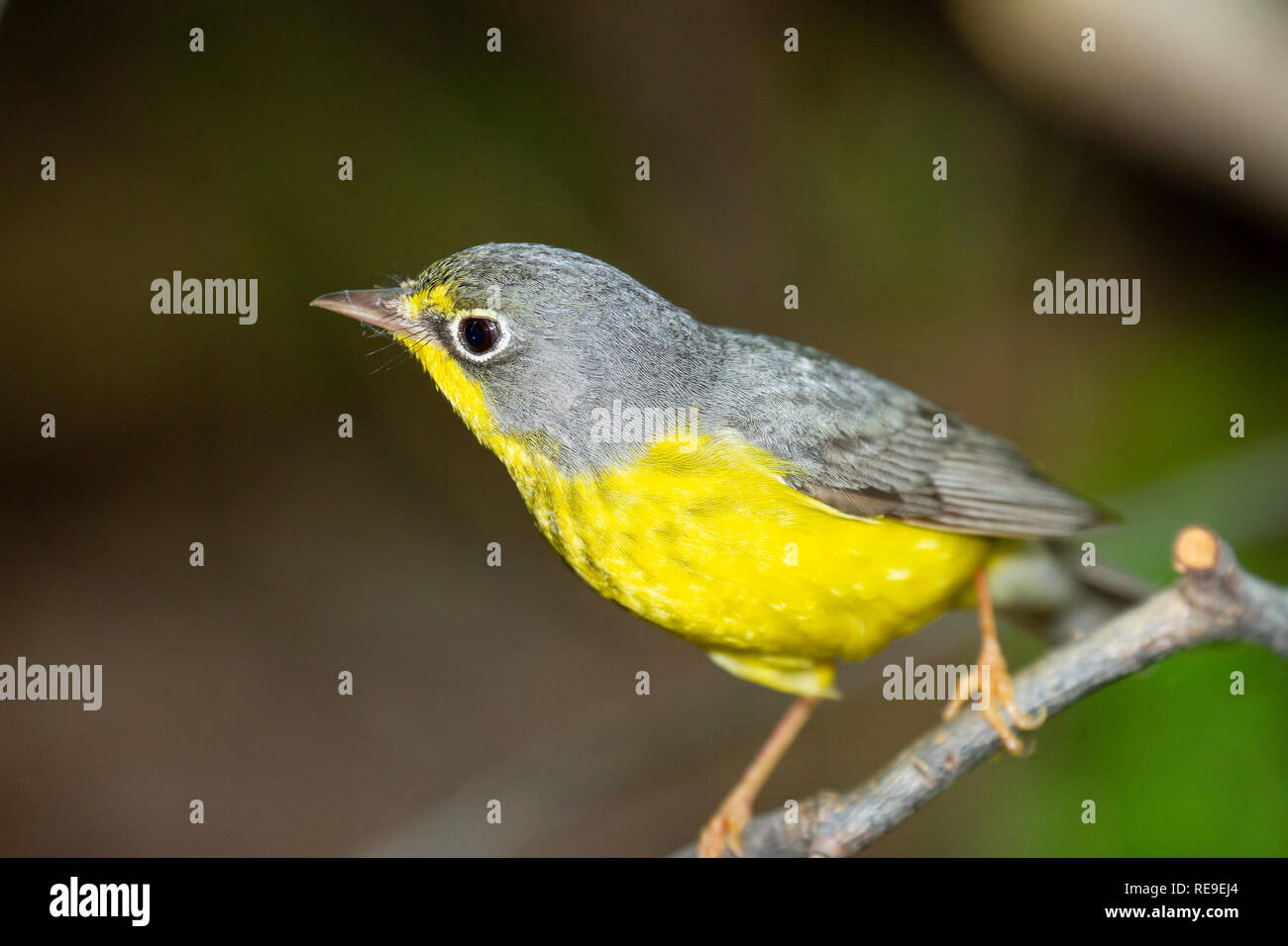 Canada Warbler  (Cardellina canadensis), female, breeding plumage Stock Photo