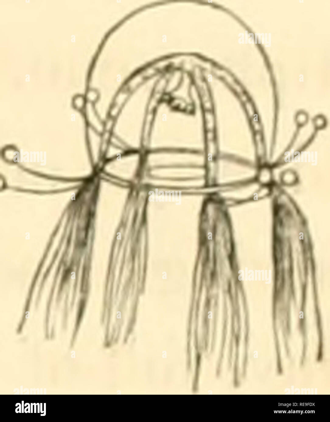 . Contributions to the natural history of the Acalephae of North ...