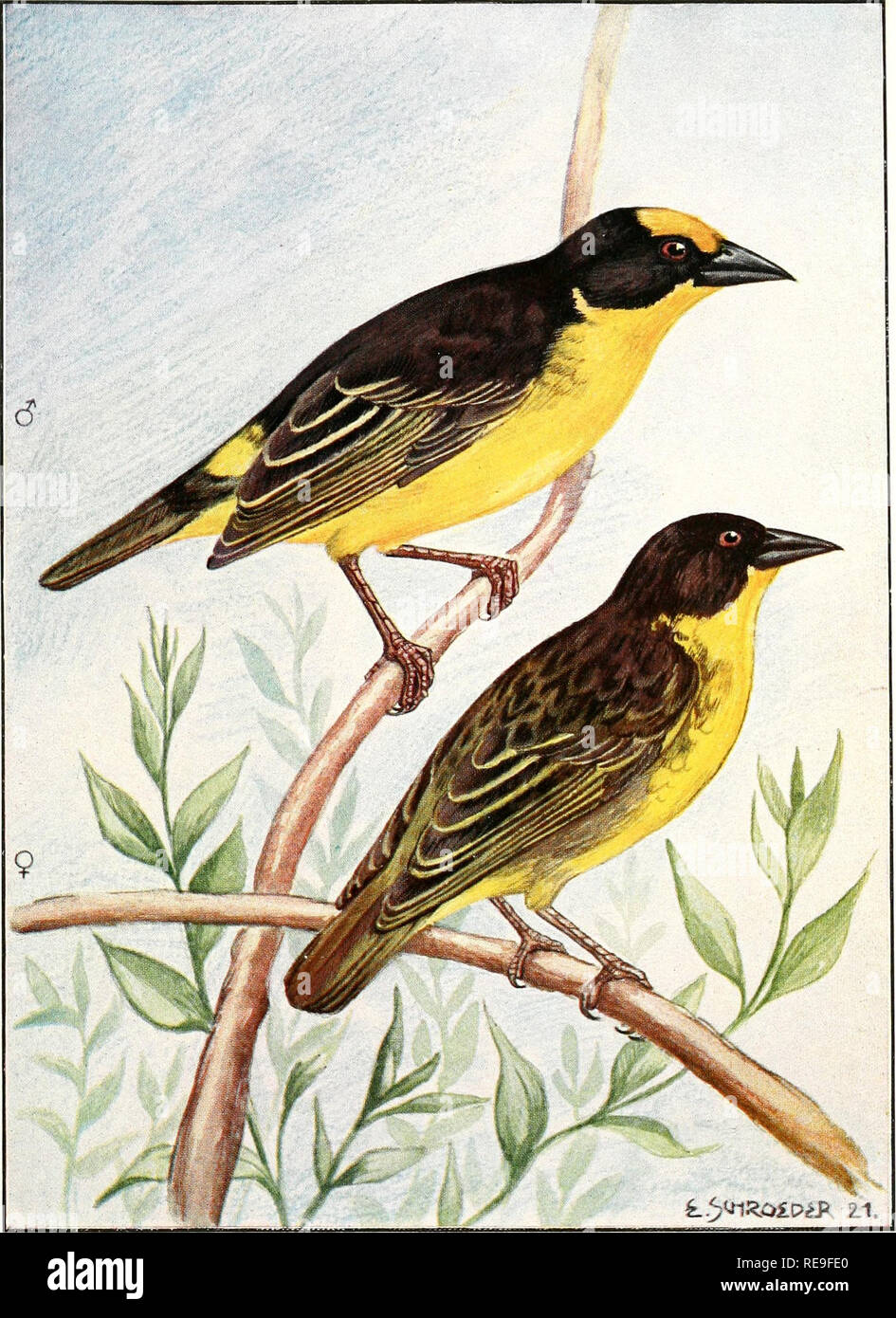 . Contributions to the knowledge of the East African ornithology. Birds collected by the Swedish Mount Elgon Expedition 1920. Birds -- Africa, East. loumal fiir Ornithologie 1923, Sonderheft T.4. Othyphantes reichenowi nigrotemporalis Cranvik Mount Elgon, June 1920 &lt;? ad, and 9 ad.. Please note that these images are extracted from scanned page images that may have been digitally enhanced for readability - coloration and appearance of these illustrations may not perfectly resemble the original work.. Granvik, Hugo, 1889-; Svenska Mount Elgon Expedition (1920). Lund, C. Blom Stock Photo