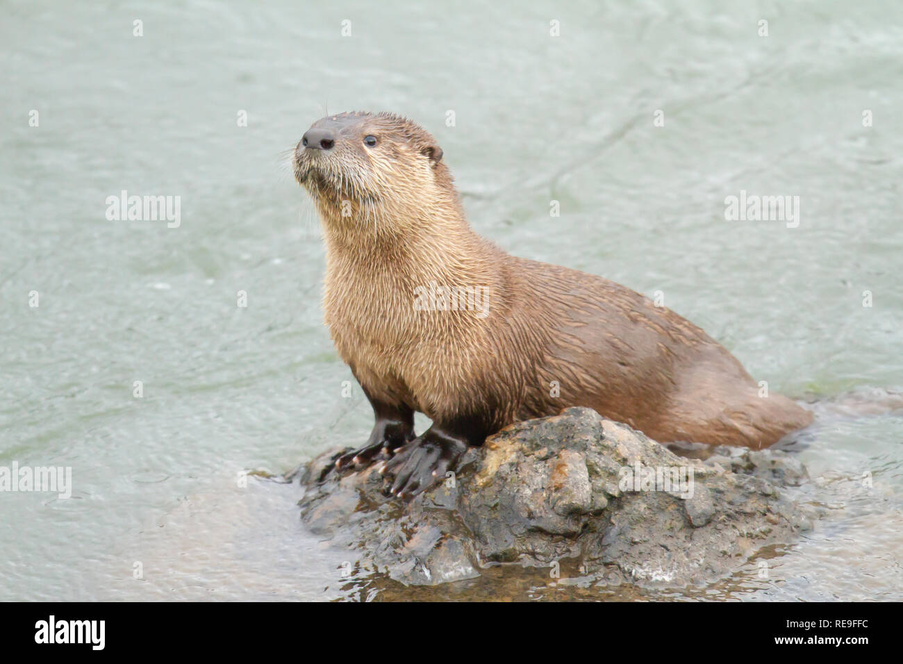 River Otter (Lontra canadensis) on rock in the Lamar River Stock Photo