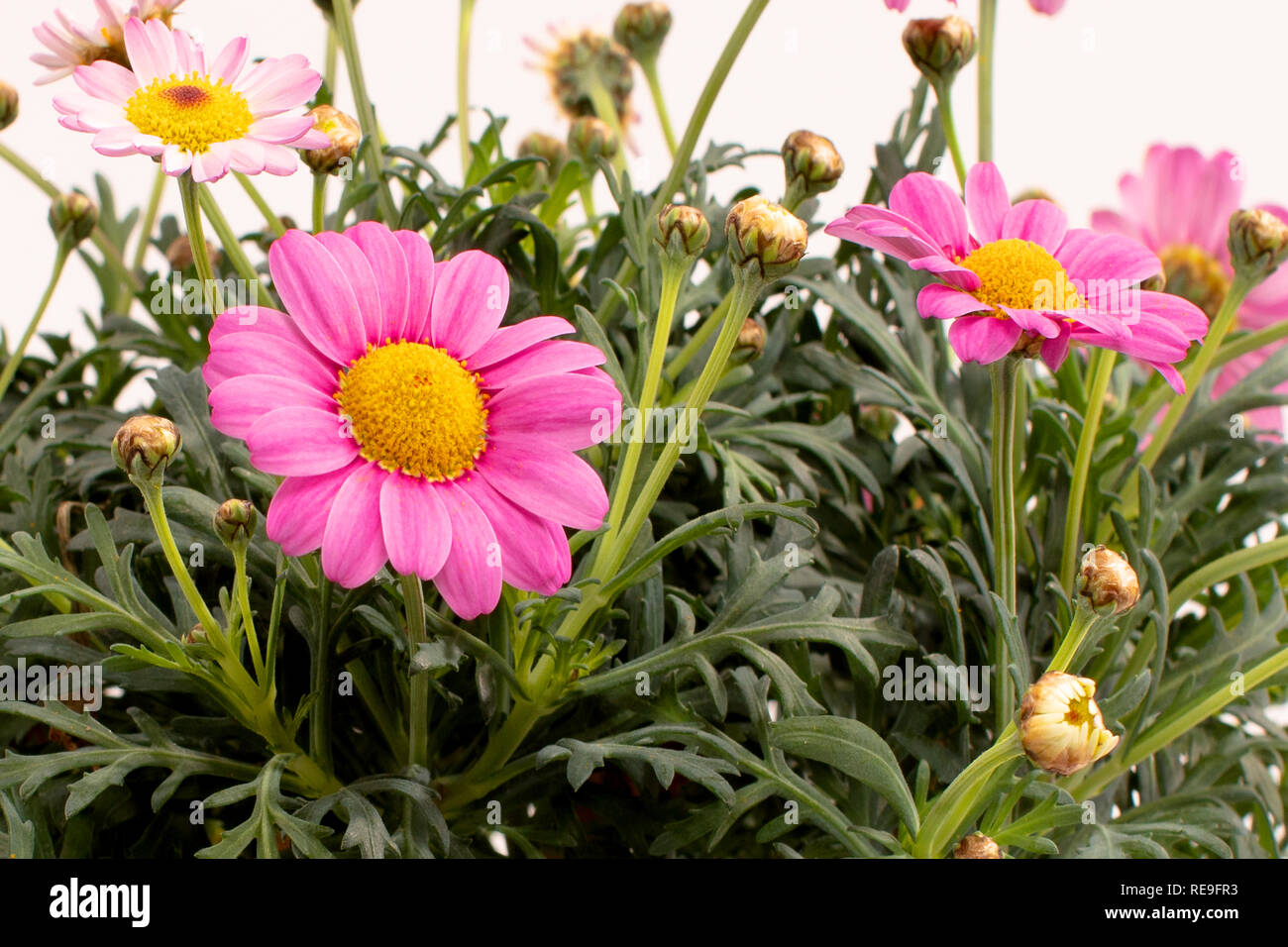 Pink Margerite, Summer Flower Stock Photo - Alamy