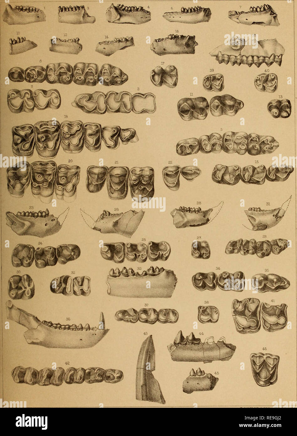 . Contributions to the extinct vertebrate fauna of the western territories. Vertebrates, Fossil; Paleontology; Paleontology; Paleontology. U S. Geological Survey oj' the Territories. Plate VI. 1-9. HYOPSODUS PAULUS. 10, 11. MICROSUS CUSPIDATUS 12, 13 14-17. MICROSYOPS GRACILIS 18-22. 23-25. PARAMYS DELICATUS. 26. 27. P. DELICATIOR. 28, 29 P DELICATISSIMUS. 30. 31, 32. MYSOPS MINIMUS. 33-35. LOPHIOTHERIUM SYLVATICUM. 36, 37. NOTHARCTUS TENEBROSUS. 38, 39. 40. T. SINCLAIR a SON .LITH PHIL40* 41. 42. HYRACHYUS NANUS. 43. ANCHIPPODUS VETULUK. 44. SINOPA RAPAX. 45. 46 PALyEACODON YERC'S. Please not Stock Photo