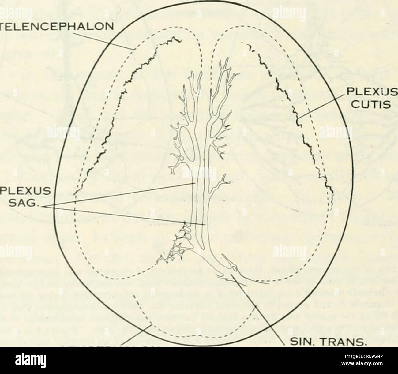 Nut für Sinus sagittalis superior