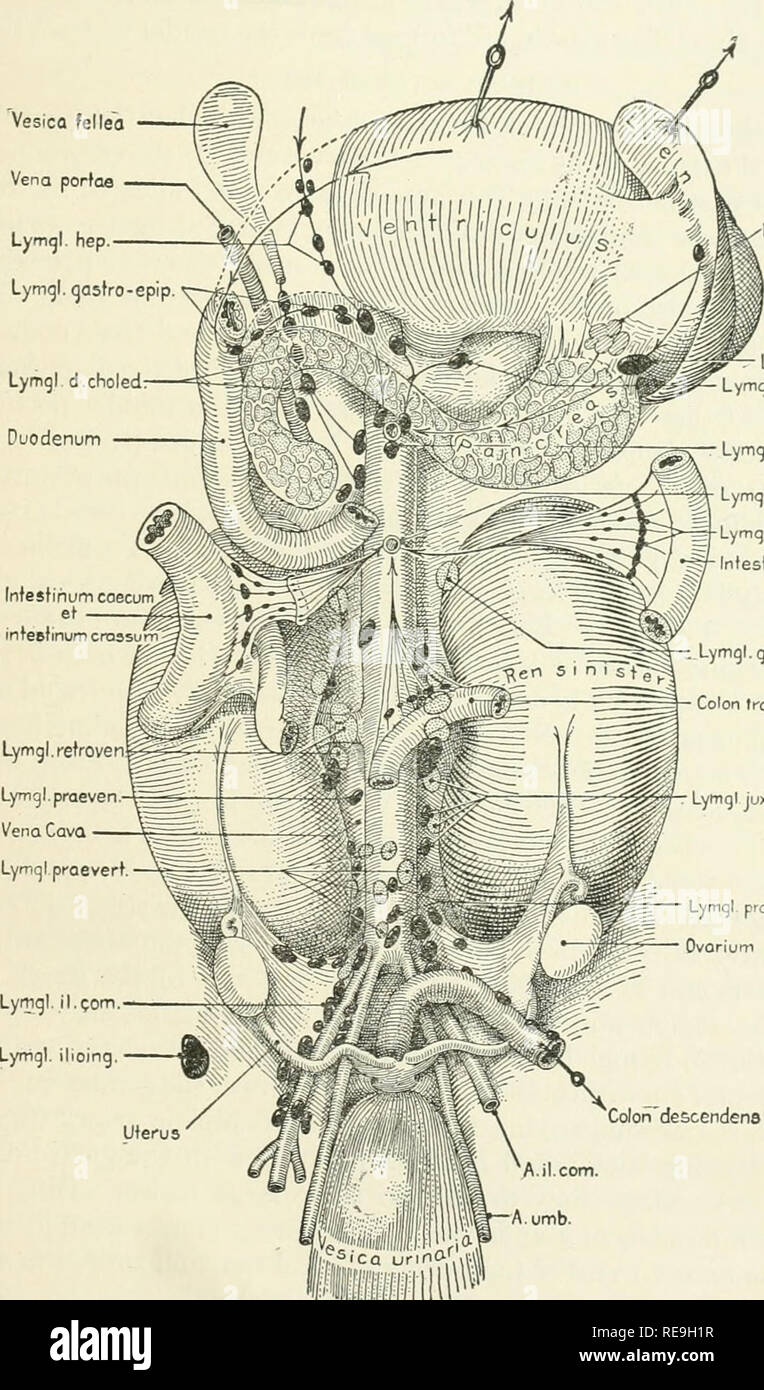 . Contributions to embryology. Embryology. FATE OF PRIMARY LYMPH-SACS IN ABDOMINAL REGION OF PIG, ETC. 33 juxta-aortic glands; on the right side some are prevenous, others retrovenous in relation to the vena cava (fig. 5). Posterior to the aorta are the prevertebral glands Glands are formed along the external iliac artery and smaller ones about the internal iliac or hypogastric artery. Vesica fellea Vena portoa Lymgl. hep Lymgl. qastro-epip Duodenum. Lymgl. fundi Lymql lien. Lymql c.v.min Lymql coel. Lymql.mes.aup. Lymql. juxto-inles Inlestinum tenue 'mgl ql. supror Ion transvcsum Lymql juxfa- Stock Photo