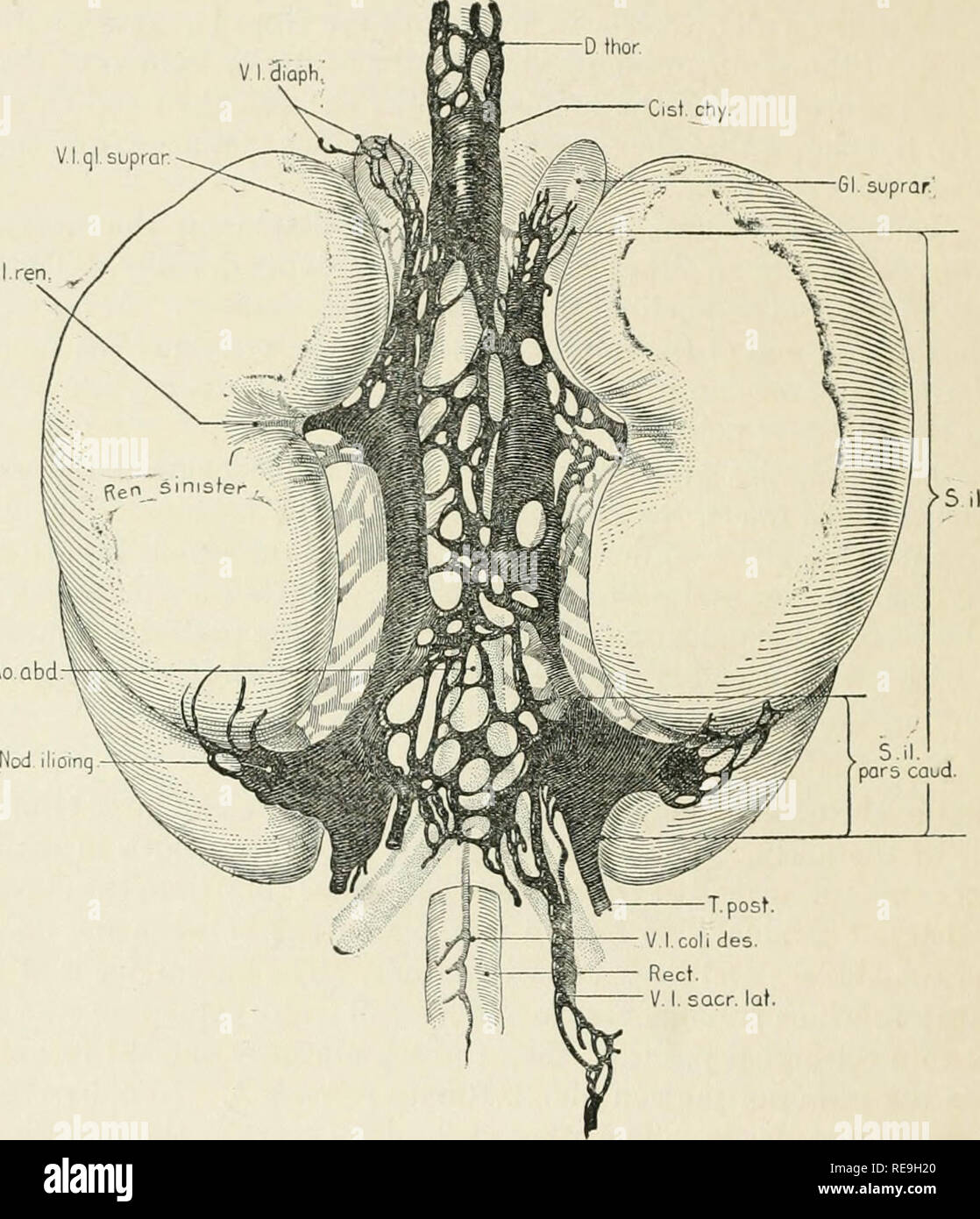 . Contributions to embryology. Embryology. 28 FATE OF PRIMARY LYMPH-SACS IN ABDOMINAL REGION OF PIG, ETC. With the growth of the embryo these sacs come to He entirely lateral to the aorta in approximation to and above the retroperitoneal sac, which likewise has become situated lateral to the aorta. These three sacs are connected by small channels which show in figures 2 and 4, and when they are transformed into lymph-glands the result is a rather confusing V I -Japii Vlqlsuprar, Gl. supror' V.l.ren. Ao.Qbd FiQ. 4.—Dorsal view of specimen seen in figure 1, showing primary lymphatica dorsal and  Stock Photo