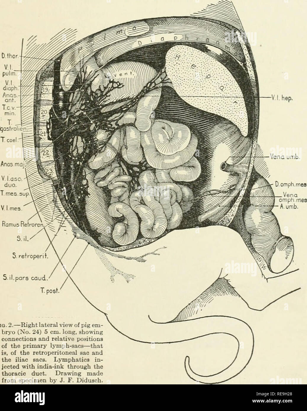 . Contributions to embryology. Embryology. FATE OF PRIMARY LYMPH-SACS IN ABDOMINAL REGION OF PIG, ETC. 23 first in the form of a film, but in older embryos as distinct vessels) over the adrenal capsule and the anterior pole of the kidney (fig. 3, V. 1. cap. gl. suprar.). As the trunk twines ventrally around the body of the pancreas, Ijinphatics are given off to the middle portion of that organ. These pancreatic vessels are not shown in figure 3, but would come off in front of the lower portion of the trunk of the lesser curvature (T. c. V. min.). Laterally, vessels pass from the mesial trunk t Stock Photo