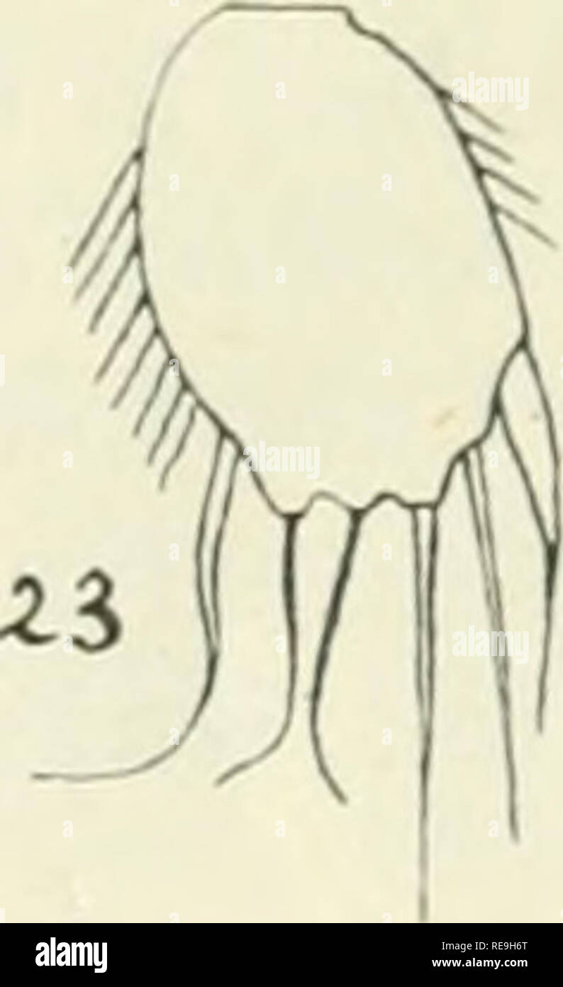 . Contributions to Canadian biology and fisheries. Fisheries; Marine biology. I-ic. 23. Stenhelia gihba. Distal joint of fifth foot of female. James liay. Fig. 22. Thalestris hrun- nea. Second or distal joint of second foot of male ip 2 Ri 2). The next family in the Sarsian system is the Diosaccid^ie, represented by a species which I have identified as Stenhelia gihha with which it agrees in size, 0.63 mm. long. There are however slight deviations which approximate it to S. proxima. In the first foot the third joint of the outer branch (p 1 Re 3) is shorter than the second joint (Re 2) as in 5 Stock Photo
