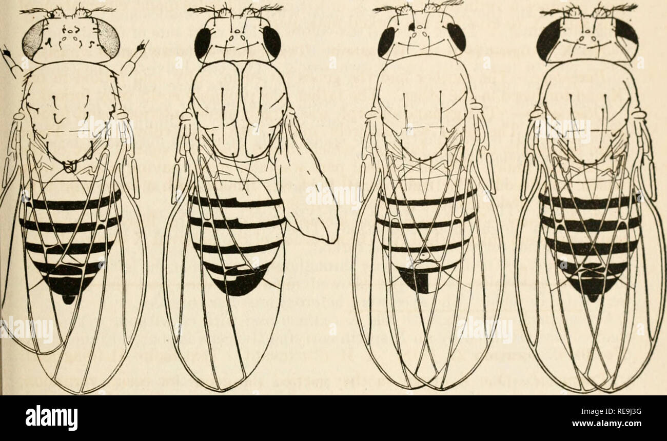 Contributions To The Genetics Of Drosophila Melanogaster