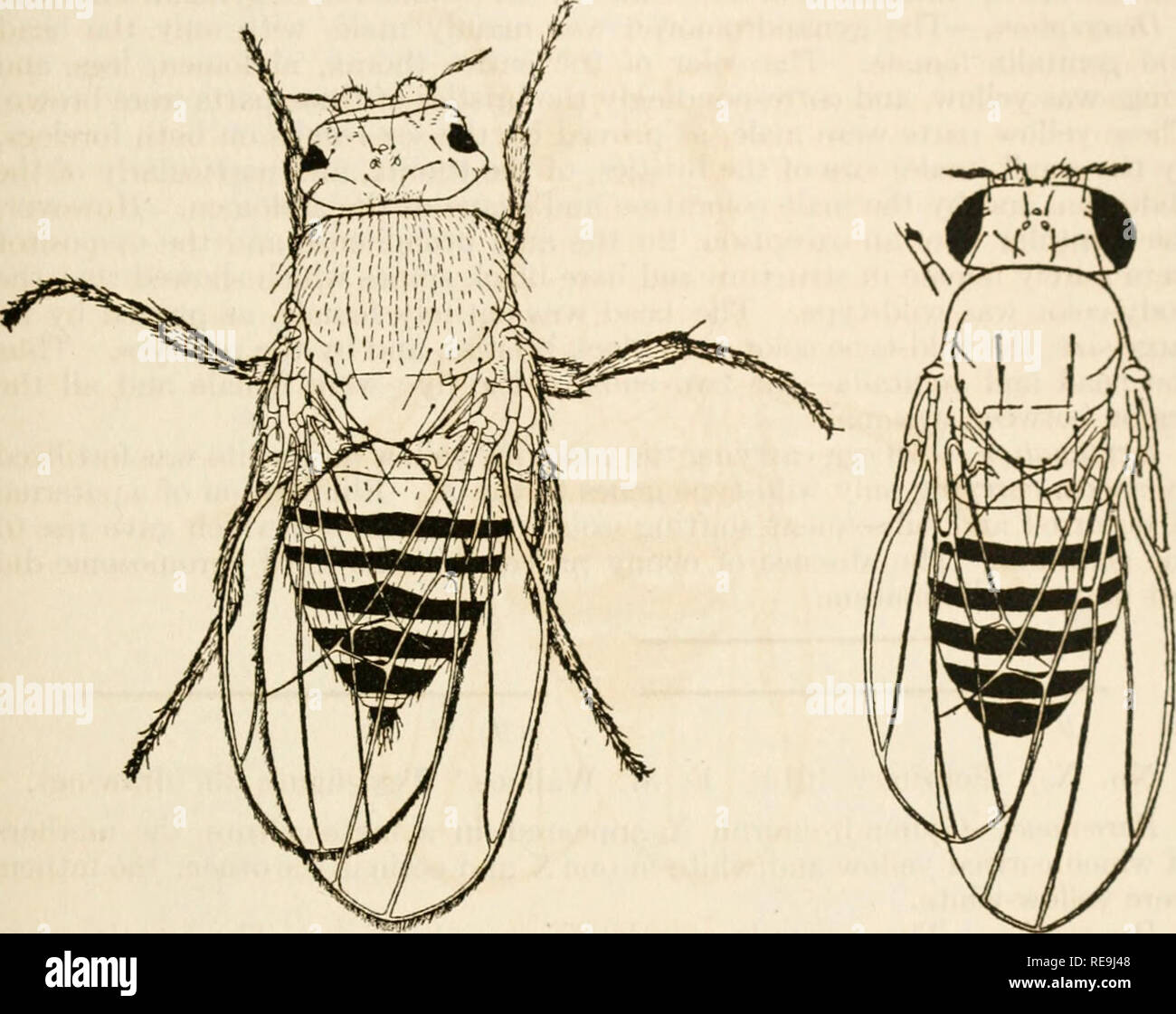 Contributions to the genetics of Drosophila melanogaster. Drosophila  melanogaster; Heredity; Karyokinesis. THE ORIGIN OF GYNANDROMORPHS. 47 No.  Xi. January, 1914. E. M. Wallace. No diagram. Parentage.—This gynandromorph  arose in a mass-culture