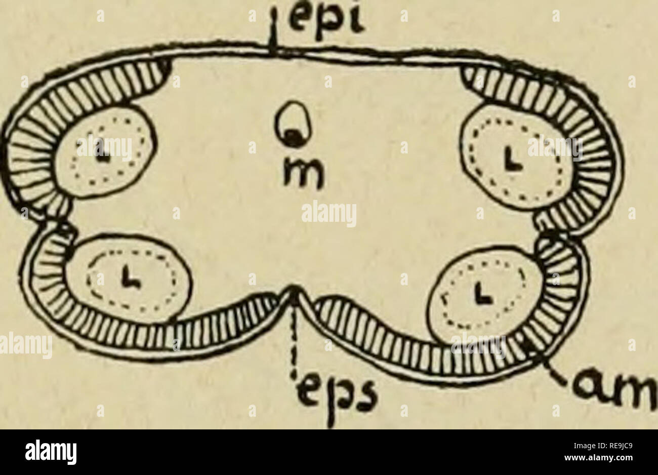 Page 10 - Petit Ga High Resolution Stock Photography and Images - Alamy