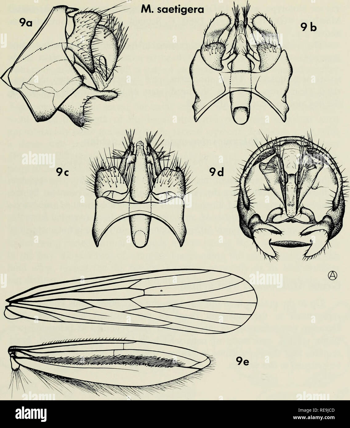 . Contributions to the systematics of the caddisfly family Molannidae in Asia (Trichoptera). Caddisflies; Molannidae. Fig. 9—Molanna saetigera sp. n. 9. Male (holotype): a, genitalia, lateral view; b, ventral view; c, dorsal view; d, caudal view; e, wings. Male Genitalia (Fig. 9a-d). Without close similarity to the genitalia of any known species. Ninth segment generally typical for the genus; in dorsal view with a pair of short sharp points arising on the posterodorsal margin. Claspers scoop-shaped, the posterodorsal corner extended into a long process; a finger-like mesal process arising from Stock Photo