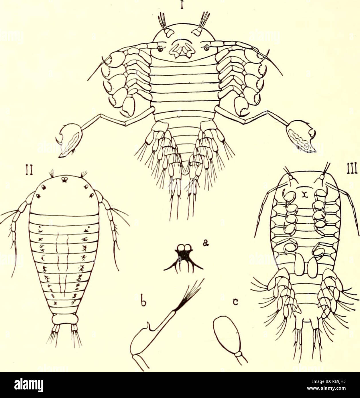 Contributions A L A C Tude Des Bopyriens Bopyridae A 22a Larve De Portunion Le Contributions A L A C Tude Des Bopyriens Bopyridae A 22a Larve De Portunion Le