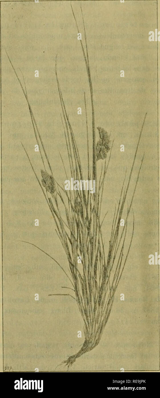 . Contributions Ã la connaissance de la flore du nord-ouest de l'Afrique : et plus spÃ©cialement de la Tunisie. / par Sv. Murbeck. Plants; Plants. 14 Sv. Murbeck. subcoriacea, convoluta, auguste linearis, rigida, sicut vaginse canescenti- vel viola- scenti-viridis, marginibus et apice subpungente scabrida, caeterum extus glaberrima et Isevissima, iutus (in facie superiore) deuse velutino-hirtella. Pauicula sub anthesin e mÃ©dia parte .-aginse su- premÅ Ã©mergeas ideoque pseudo-late- ralis, iteratim tricbotome et dichotome ramosa, triangulari-ovoidea, unilatera-- lis, compacta, ramis brevibus,  Stock Photo