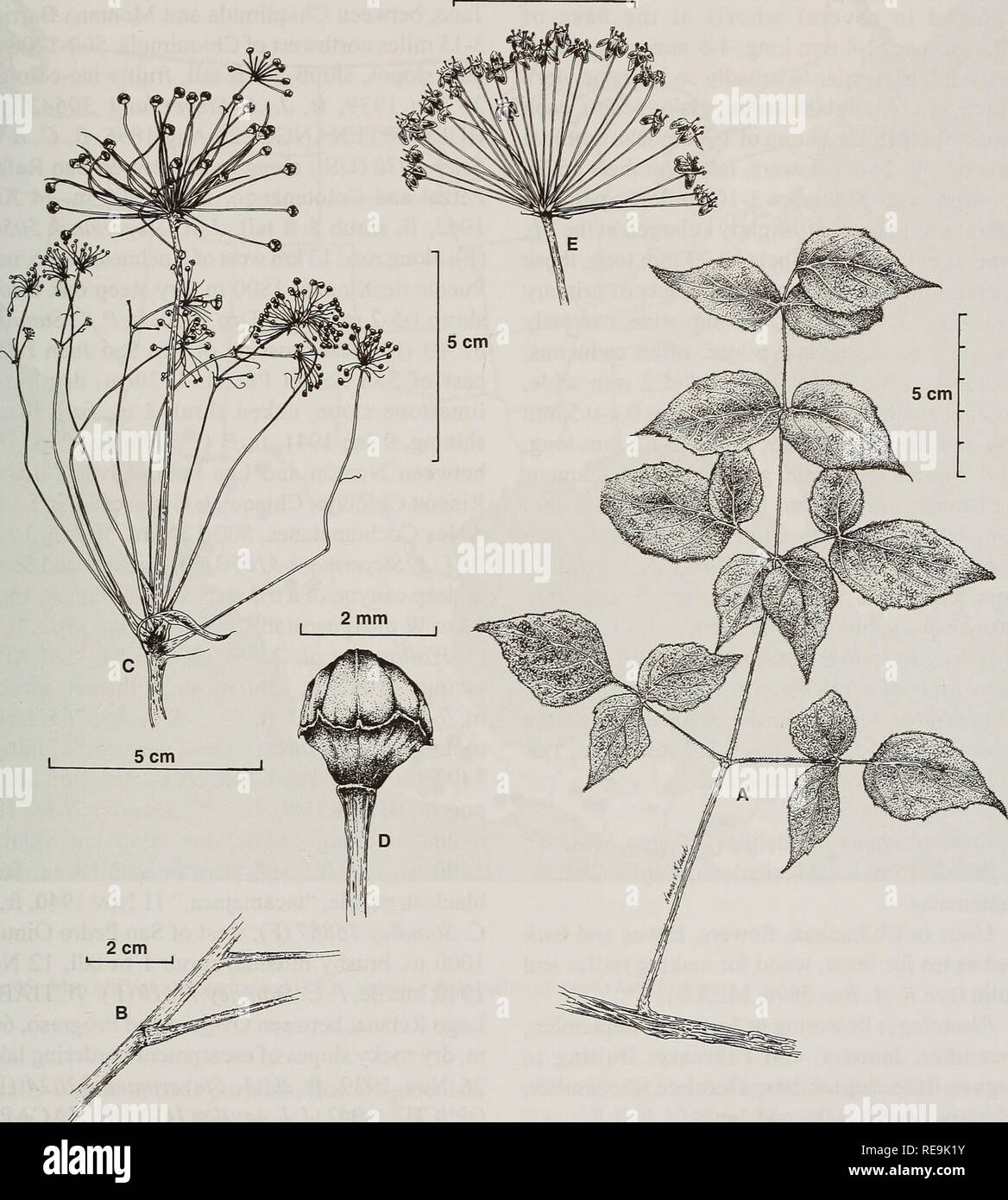 . Contributions from the United States National Herbarium. Botany. Systematics of Aralia 121 2 cm. Fig. 44. Aralia humilis Cav. A. Stem with a bipinnate leaf. B. Stem and lower part of petiole showing stipules. C. Inflorescence. D. Floral buds. E. Umbel with flowers at anthesis. curved white hairs; leaflets 2.8-7.5 cm long, 1.6- 6.5 cm wide, papery, ovate to broadly or narrowly ovate, acute to acuminate at apex, rounded, broadly acute to slightly subcordate at base, symmetrical or sometimes oblique, serrulateto serrate at margin, tip of teeth glandular, lateral veins 5-6, conspicuous above and Stock Photo