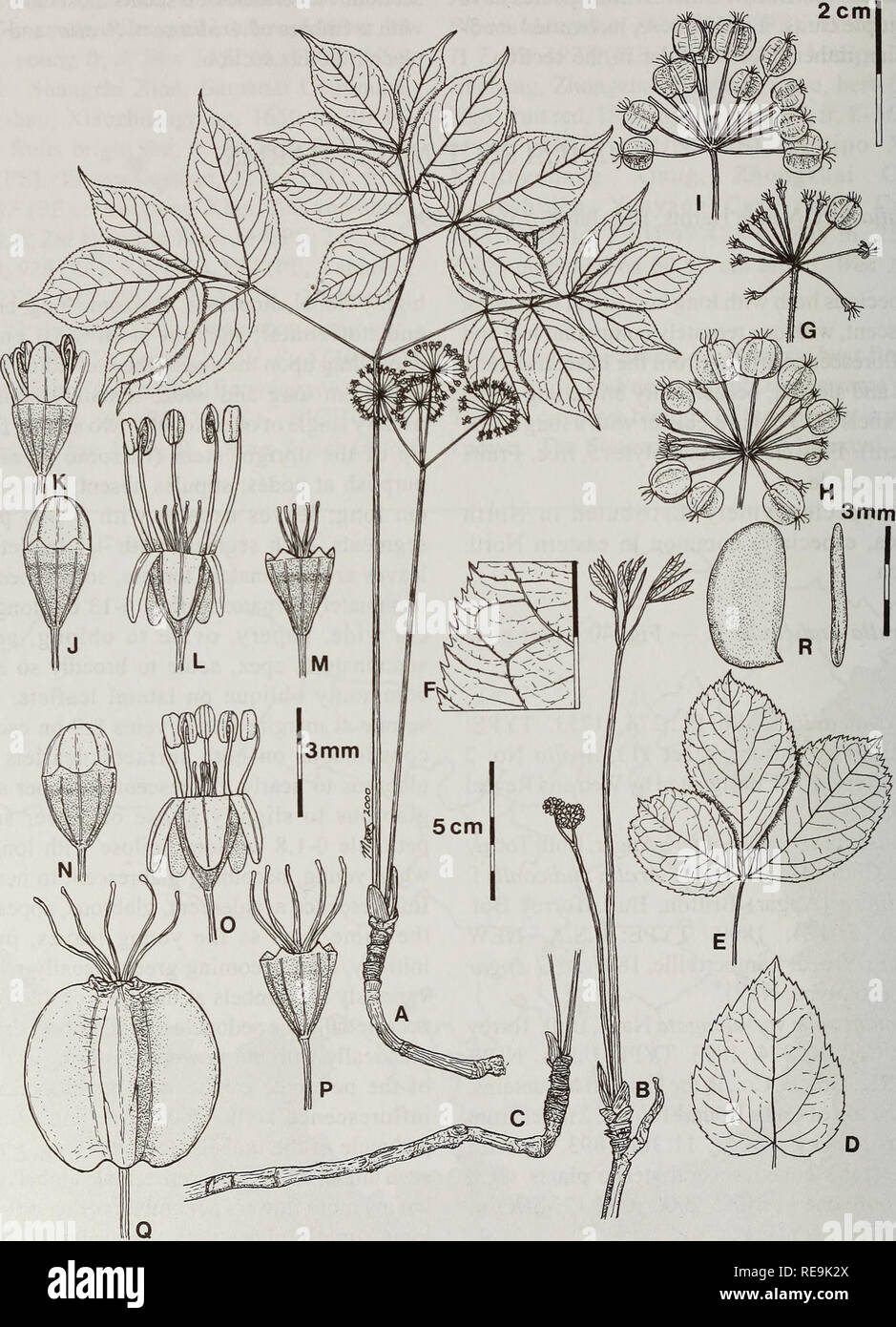 . Contributions from the United States National Herbarium. Botany. 110 Systematics of Aralia 2cm!. 40. Aralia nudicaulis L. A. Habit with leaf, inflorescence and rhizome. B. Young inflorescence appearing at the same time as the leaf opens. C. Horizonal rhizome, upright rhizome, bract at the base of leaf and inflorescence. D. Leaflet. E. Leaf segment. F. Leaflet margin. G. Female umbel. H&amp;I. Umbels with fruits. J. Male floral bud. K. Opening male flower. L. Male flower. M. Male flower after anthesis. N. Female floral bud. O. Female flower. P. Female flower after anthesis. Q. Fruit.. Please  Stock Photo