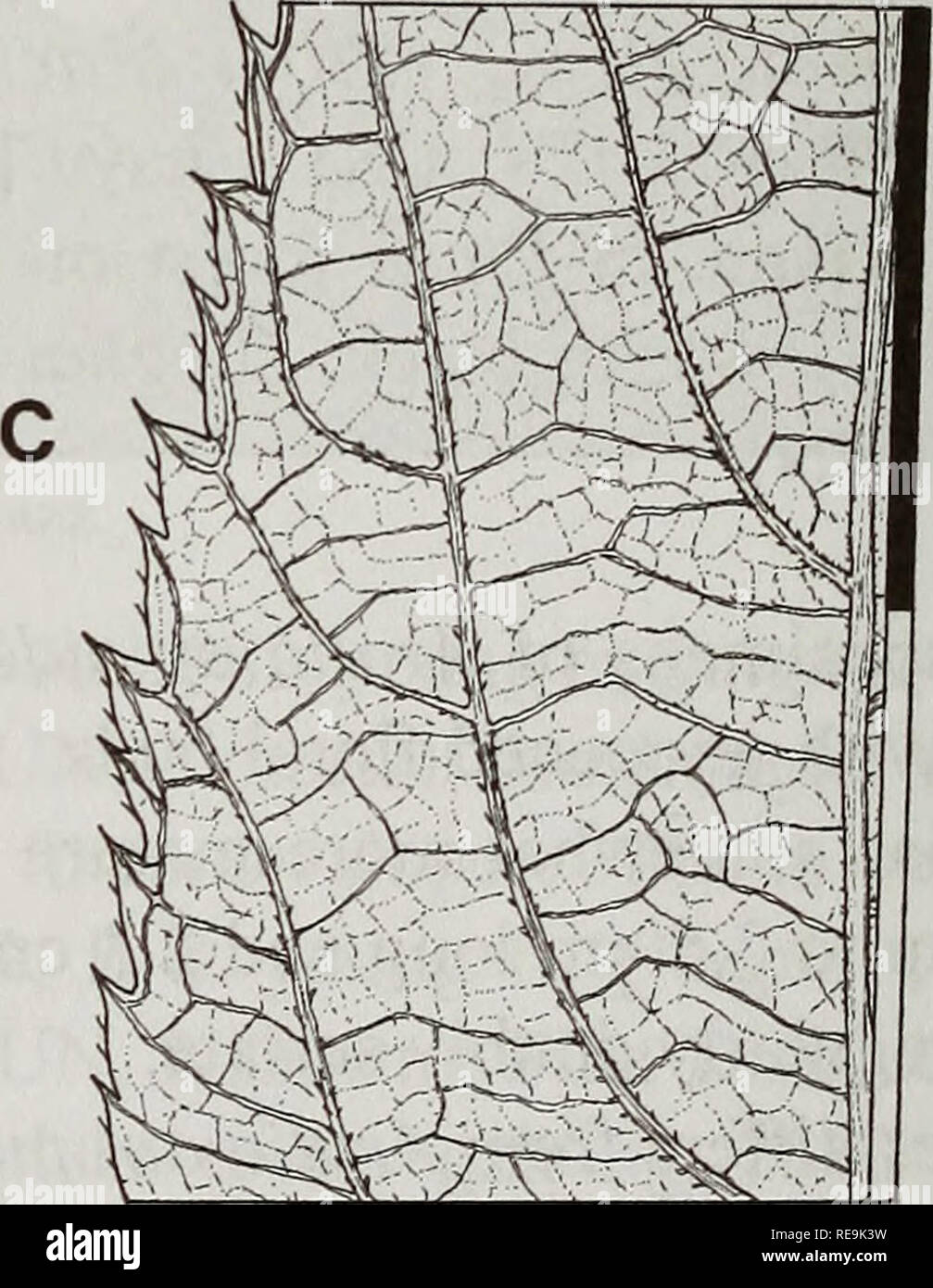 . Contributions from the United States National Herbarium. Botany. 2 mm. 2 cm Fig. 36. Aralia glabra Matrum. A. Habit showing a leaf and inflorescences. B. Base of petiole showing stipule morphology. C. Close-up of leaflet margin. D. Leaflet of a lower leaf. E. Floral bud. F. Flower. G. Flower after anthesis. H. Fruit (A-G- Murata 16727, US; U-Asano 5060, TI). habitats; 1430-1810 m. Additional specimens examined: Japan. Honshu. Pref. Nagano, Owiki to Denge, 1430- 1470 m, 25 Aug 1961, Chien-Chang Hsu 3190 (TI); m, in Tsuga diversifolia forest, flowers dark purple, 27 Jul 1964, in fl, Kana &amp; Stock Photo