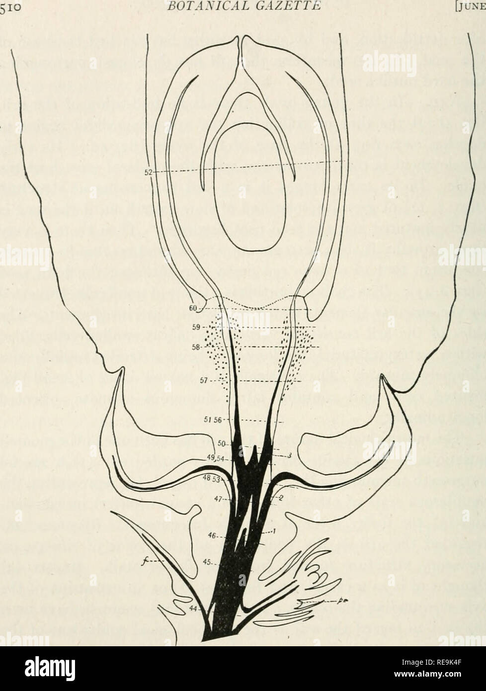 . Contributions from the Hull Botanical Laboratory. Plants. BOTAMCAL GAZETTE. Fig. 43.—Semi-diagrammatic longitudinal section through primary shoot with secondary shoot and portion of mature ovule, X17; outlines of primary and secondary shoots and aril of ovule made with camera lucida, ovule inserted diagrammatically; outlines of vascular supply also made with camera; note young ovule of next season above primary axis tip (pr); 1,2,3, traces to 1st, 2d, and 3d pairs of scales, second pair of which shown in section; /, fertile scale of primary shoot; whole vascular cylinder of secondary shoot s Stock Photo