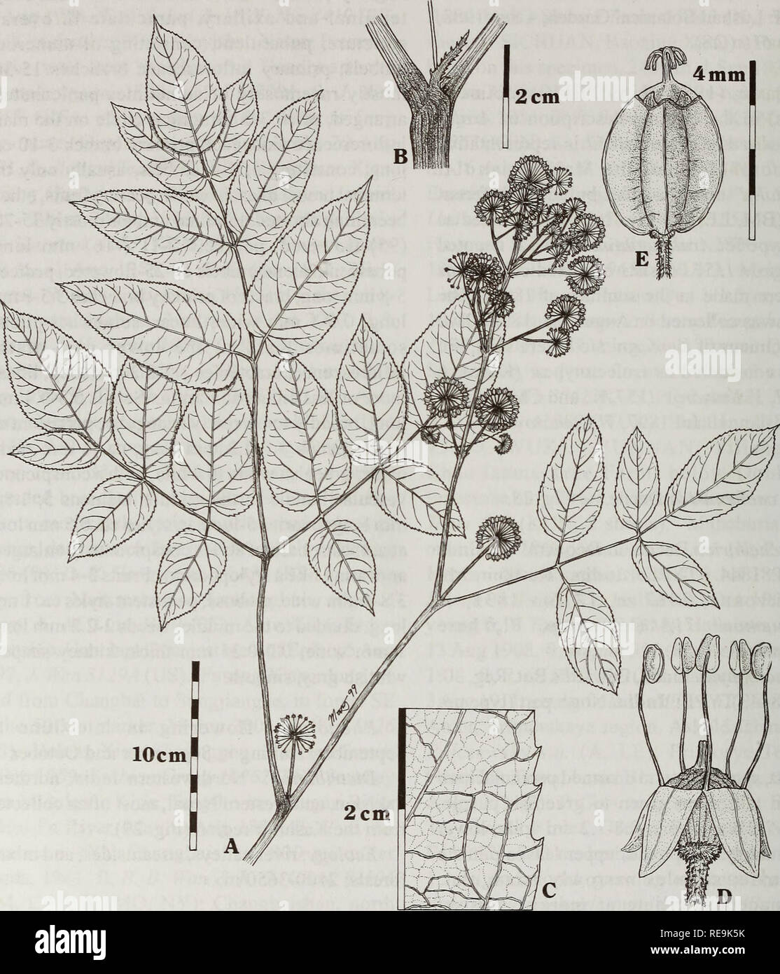 . Contributions from the United States National Herbarium. Botany. Systematics of Aral'ia. 2 mm Fig. 28. Aralia cachemirica Decne. A. Habit showing leaves and inflorescences. B. Leaf base showing stipule morphology. C. Close-up showing leaflet margin. D. Flower. E. Young fruit. Theog, 8000 ft, 1 Sep 1886, fl, H. Collett 584 (K, 2 sheets). JAMMU &amp; KASHMIR: V.Jacquemont 717 (P); Astor Valley near Dashkin, 26 Jul 1892, J. F Duthie 12254 (BM); Erin Valley, near Bandapur, 8,000 ft, 25 Jul 1940, on edge of cultivation, F Ludlow &amp; G Sherriff 7831 (E); Kulewan, 7750 ft, 22 Jul 1876, C B. Clark Stock Photo