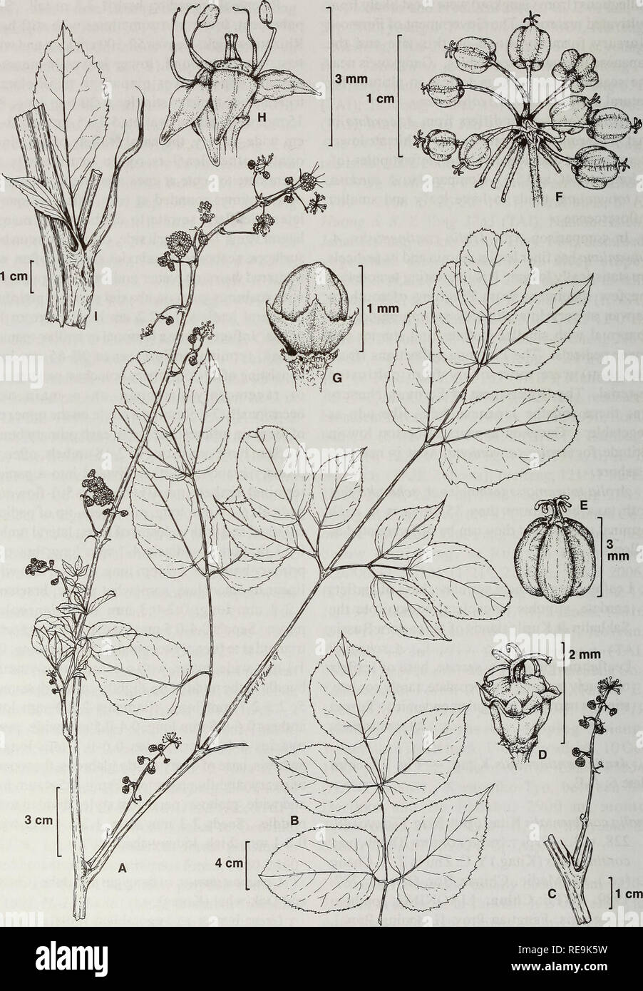 . Contributions from the United States National Herbarium. Botany. 84 Systematics of Aralia. Fig. 27. Aralia continentalis Kitag. A. Habit showing leaves and inflorescences. B. Part of a lower leaf showing the terminal pinna. C. Axillary inflorescence. D. Flower after anthesis. E. Young fruit. F. Umbel with fruits. G. Floral buds. H. Flower. I. Leaf-like stipule (A, C &amp; G - Ye 2002, MO; B, D &amp; H - Biao 1104, MO; E &amp; F - Wang 60812, A; I - Ching 2957, A).. Please note that these images are extracted from scanned page images that may have been digitally enhanced for readability - col Stock Photo