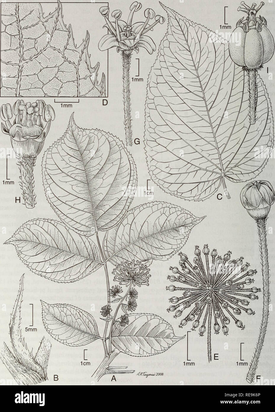 . Contributions from the United States National Herbarium. Botany. 78 Systematics of Aralia. Fig. 24. Aralia schimdtii Pojark. A. Branch showing upper leaf and axillary inflorescence. B. Lanceolate stipule. C. Leaflet from a lower leaf. D. Leaflet lower surface showing pubescence. E. Umbel. F. Floral bud with pedicel. G. Flower with pedicel. H. Flower. I. Young fruit (A, D, &amp; F-H - Gage 2512, NY; B, C, E &amp; I - Gage 2632, NY).. Please note that these images are extracted from scanned page images that may have been digitally enhanced for readability - coloration and appearance of these i Stock Photo