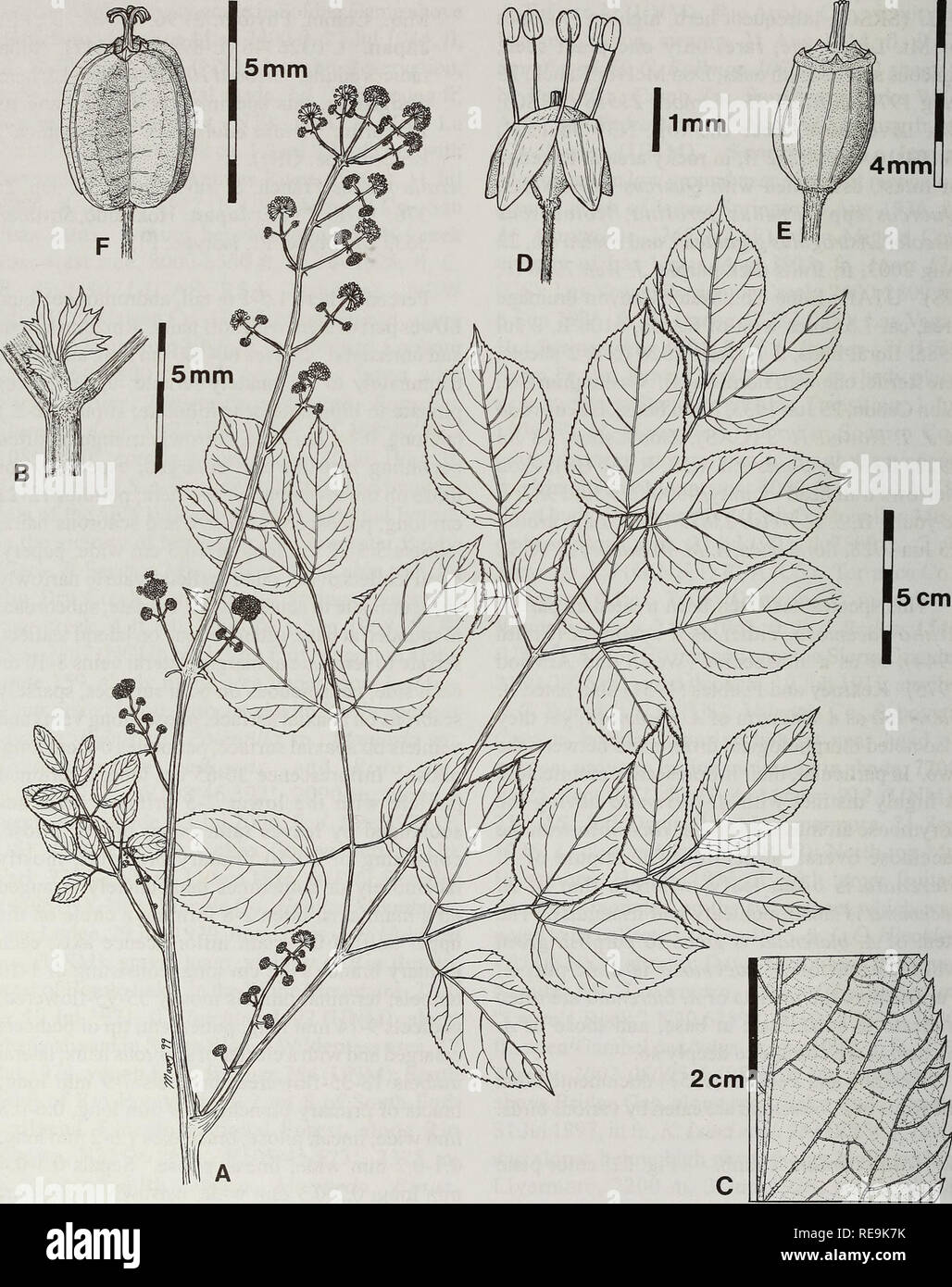 . Contributions from the United States National Herbarium. Botany. 74 Systematics of Aralia. Fig. 22. Aralia cordata Thunb. A. Habit with leaf and inflorescences. B. Leafy stipule. C. Close-up of leaflet margin and veinlets on lower surface. D. Flower. E. Young fruit. F. Fruit.. Please note that these images are extracted from scanned page images that may have been digitally enhanced for readability - coloration and appearance of these illustrations may not perfectly resemble the original work.. National Museum of Natural History (U. S. ). Dept. of Botany; United States National Museum. Washin Stock Photo