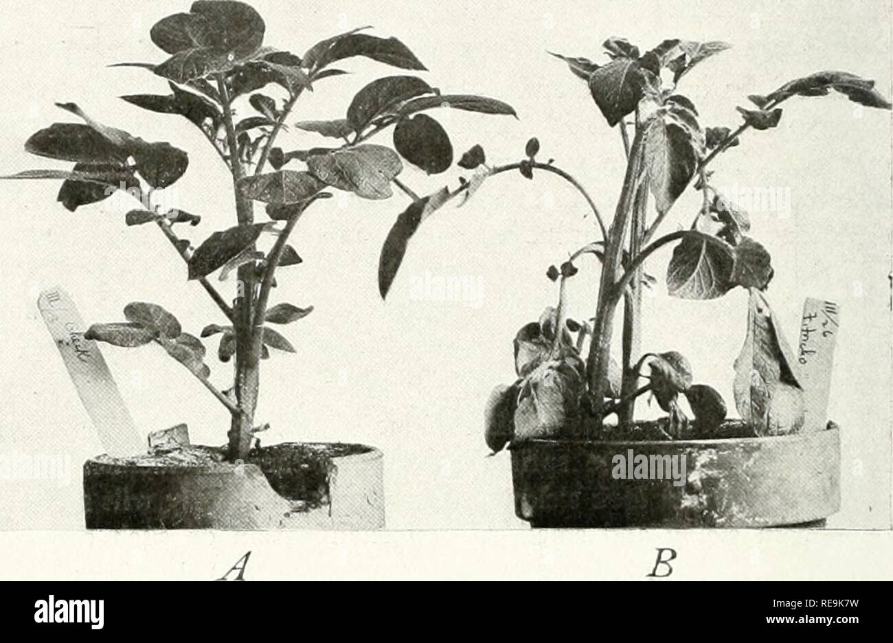 . Contributions from the Hull Botanical Laboratory. Plants. 16 Research Hit I let in No. p the major part of the potato troubles to the activity of this organism. Even though it is not the sole or even the main cause of Nebraska potato troubles it may play an important role. The work of Appel i2). Corsault (8), Drayton (9), and Morse and Schap- ovai.oy (26) gave results similar to those obtained by Rolfs ' 31, 32 i. Fig. 2.—Wilt produced in laboratory with Fusarium trichothecioides, and control plant; ./. control, Early Ohio variety; B, wilting and drying of leaves, -( days after inoculation,  Stock Photo