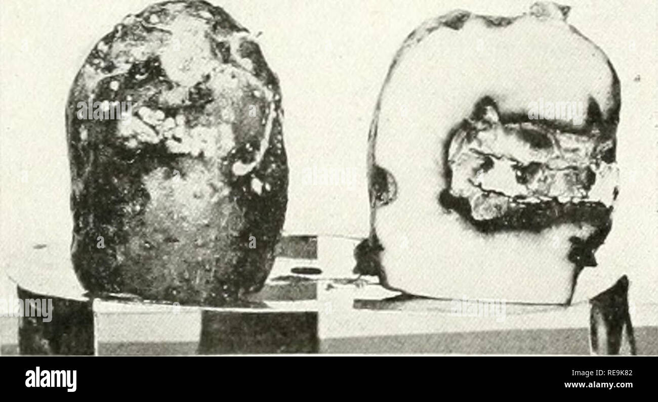 . Contributions from the Hull Botanical Laboratory. Plants. A. B C Fig. 1.—Tuber r. it produced in laboratory with Fusarium oxysporum, and F. trichothecioides, .1 soft rot produced by /;. oxysporum, incubated at 20° C. for 17 days, Early Ohio variety ; B, exterior of tuber retted by /; tricho- thecioides, incubated at 20° C. for 17 days, Early Ohio variety; C. dry rot produced by /•'. trichothecioides, incubated at •-'&quot; C for 17 days, Early Ohio  anct -. Please note that these images are extracted from scanned page images that may have been digitally enhanced for readability - coloratio Stock Photo