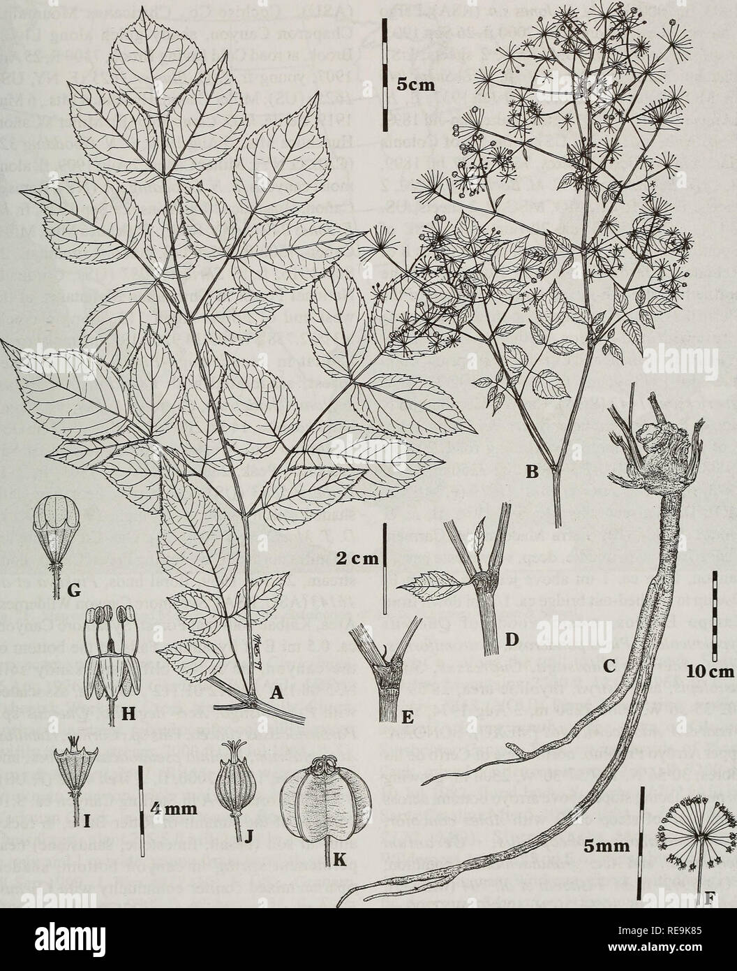 . Contributions from the United States National Herbarium. Botany. Systematics of Aralia 69. Fig. 20. Aralia bicrenata Wooton &amp; Standi. A. Leaf with an accessory pinna. B. Inflorescence with transitional leaves and leafy bracts subtending the primary branches. C. Root and rhizome. D. Leafy stipules. E. Upper non-leafy stipules. F. Umbel. G. Floral bud. H. Flower. I. Flower after anthesis. J. Young fruit. K. Fruit.. Please note that these images are extracted from scanned page images that may have been digitally enhanced for readability - coloration and appearance of these illustrations may Stock Photo