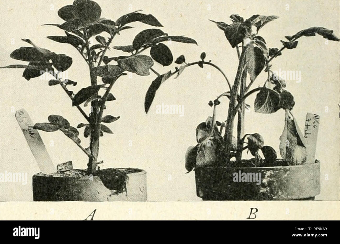 . Contributions from the Hull Botanical Laboratory. Plants. i6 Research Bulletin No. g the major part of the potato troubles to the activity of this organism. Even though it is not the sole or even the main cause of Nebraska potato troubles it may play an important role. The work of Appel (2), Corsault (8), Drayton (9), and Morse and Schap- ovalov (26) gave results similar to those obtained by Rolfs (31.32).. Fig. 2.—Wilt produced in laboratory with Fusarium trichothecioides, and control plant; A, control, Early Ohio variety; B, wilting and drying of leaves, 4 days after inoculation, Early Ohi Stock Photo