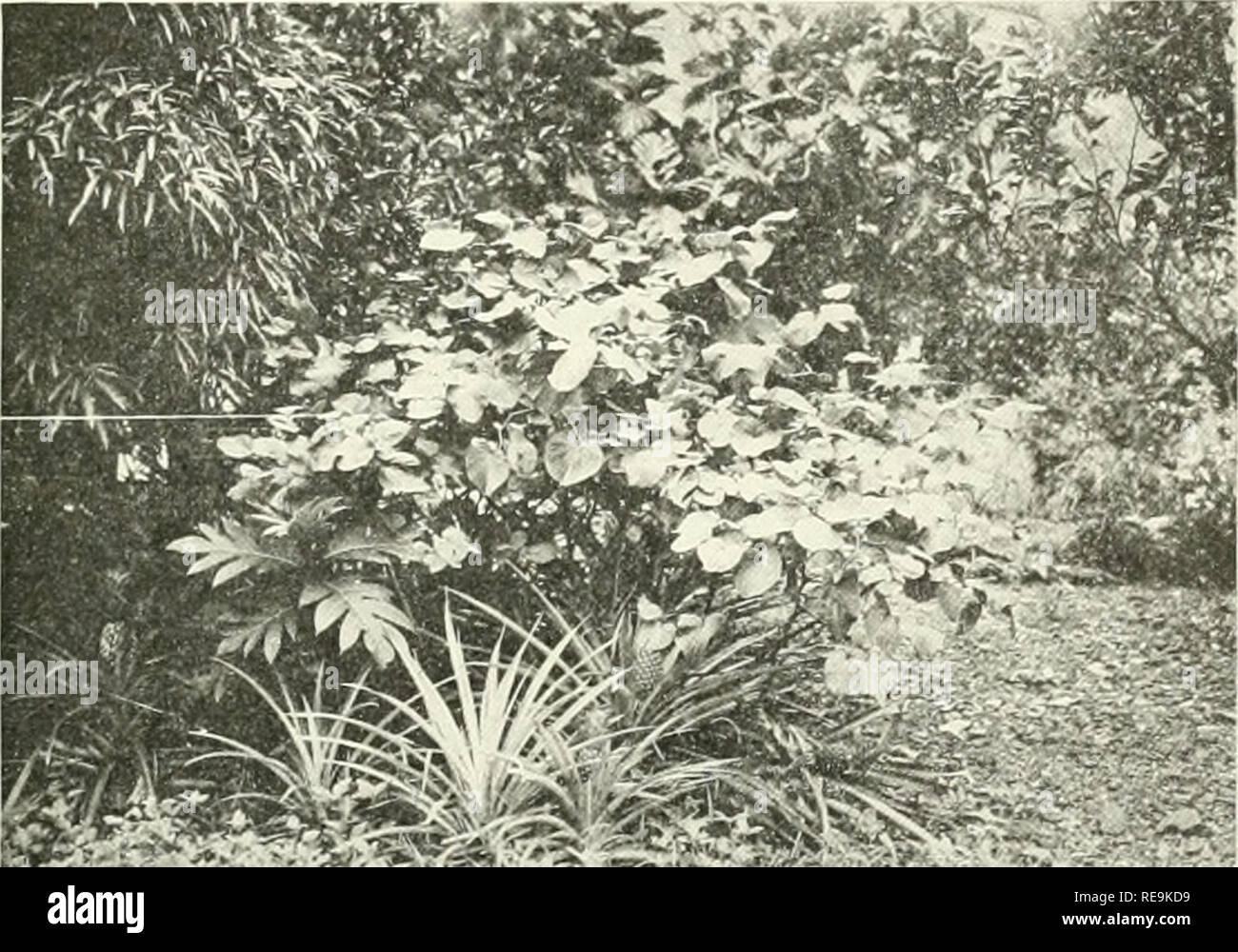 Accuminate leaves hires stock photography and images Alamy