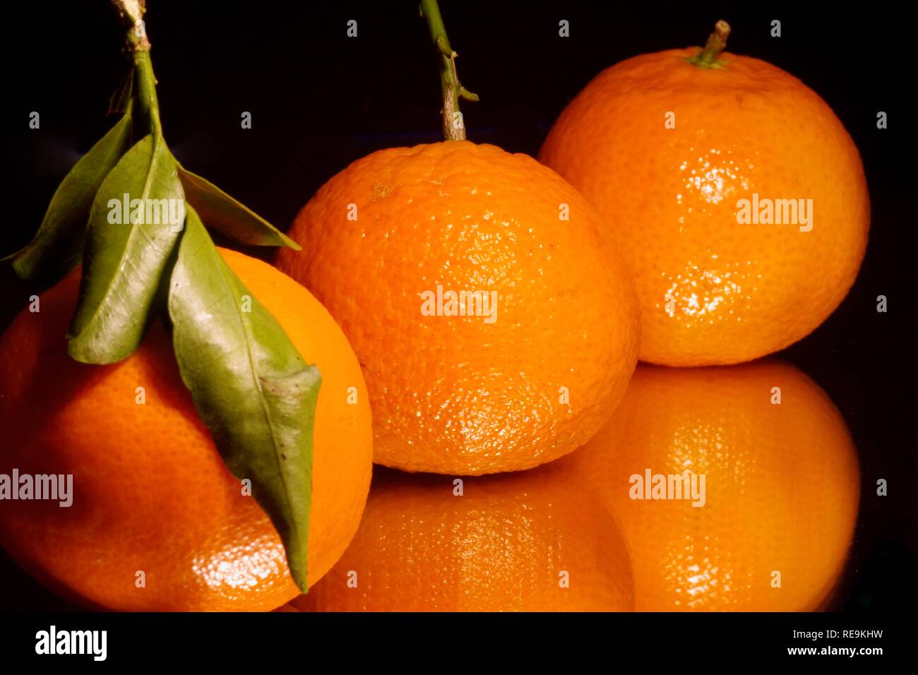 Citrus Clementina Arrufatina, Clémentine | À L'ombre Des Figuiers - Foto 6