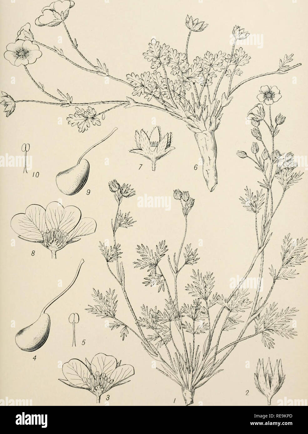 . Contributions from the Department of Botany of Columbia University. Plants. BULLETIN OF THE TORREY BOTANICAL CLUB.—PLATE 275.. 1-5 POTENTILLA TENERRIMA RYDB. 6-10 P. MINUTIFOLIA RYDB.. Please note that these images are extracted from scanned page images that may have been digitally enhanced for readability - coloration and appearance of these illustrations may not perfectly resemble the original work.. Columbia University. Dept. of Botany. [New York, N. Y. : s. n. ] Stock Photo
