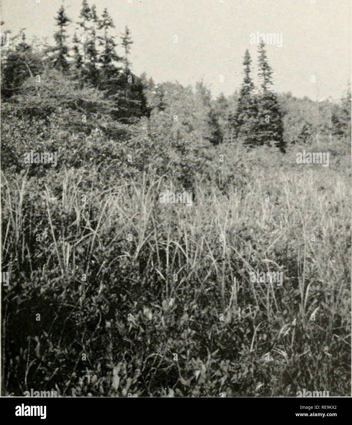. Contributions from the Osborn Botanical Laboratory. Plants. Figure 38. — Stock- bridge Pond bog, at edge of upland forest; Myri- ca Gale and Carex ros- trat (( in foreground; larch, red spruce and red maple in background.. Please note that these images are extracted from scanned page images that may have been digitally enhanced for readability - coloration and appearance of these illustrations may not perfectly resemble the original work.. Osborn Botanical Laboratory. [New Haven?] Osborn Botanical Laboratory, Yale University Stock Photo