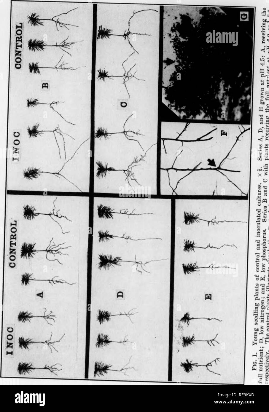 Contributions From The Botanical Laboratory And The Morris Arboretum Of The University Of Pennsylvania Vol 14 Botany Botany 1130 Phytopathology Vol 27 A E A C 42 Is A P T3 Qj