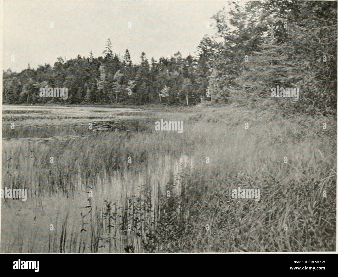 . Contributions from the Osborn Botanical Laboratory. Plants. Figure 31. — Shore of Lake Alamoosook, Orland, show- ing absence of aquatic vegetation.. Figure 32.— Shore of Torrey Pond, Deer Isle, looking east; sedges with Oarex filiformis predominant, shrub zone and upland coniferous forest.. Please note that these images are extracted from scanned page images that may have been digitally enhanced for readability - coloration and appearance of these illustrations may not perfectly resemble the original work.. Osborn Botanical Laboratory. [New Haven?] Osborn Botanical Laboratory, Yale Universit Stock Photo