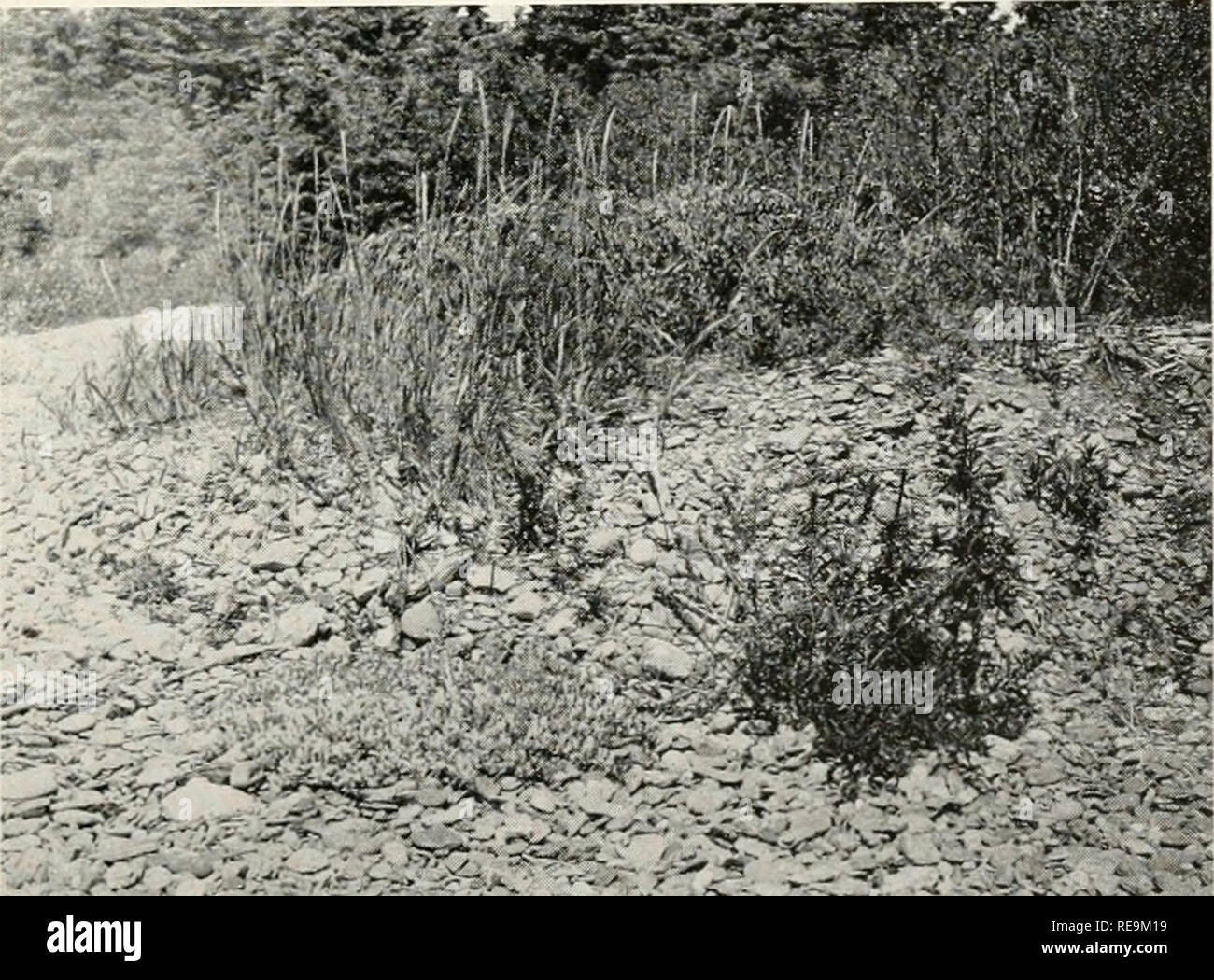 . Contributions from the Osborn Botanical Laboratory. Plants. - -£' w&amp; 7, Figure 19. — Shingle beach at Dunhams Point, Deer Isle, showing gravelly lower beach, devoid of vegetation; conif- erous forest on cliffs in background.. Figure 20. — Upper beach at same locality as that shown in Figure 19; Mertensia maritima and Oenothera muricata- in foreground; Elymus arenarius var. villosus, Lathyrus maritimus and Convolvulus sepium var. pubescens in* background.. Please note that these images are extracted from scanned page images that may have been digitally enhanced for readability - coloratio Stock Photo