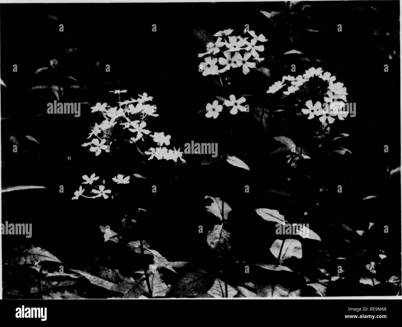 . Contributions from the Botanical Laboratory, vol. 12. Botany; Botany. 226 THE NATIONAL HORTICULTURAL MAGAZINE July, 1935 July, 1935 THE NATIONAL HORTICULTURAL MAGAZINE 227. Phlox amplifolia are loiigiflora, oiiiniflora, and tardi- dora. odorata. This name refers to the sweet scent, which is especially well developed in the more northern va- riety of P. macidata, and may be used as a varietal designation for this. pyramidalis. Being the earliest name applied to the southern variety, this may well be adopted as a varietal term. suavcolcns. The prior name for the albino phase of variety odorata Stock Photo