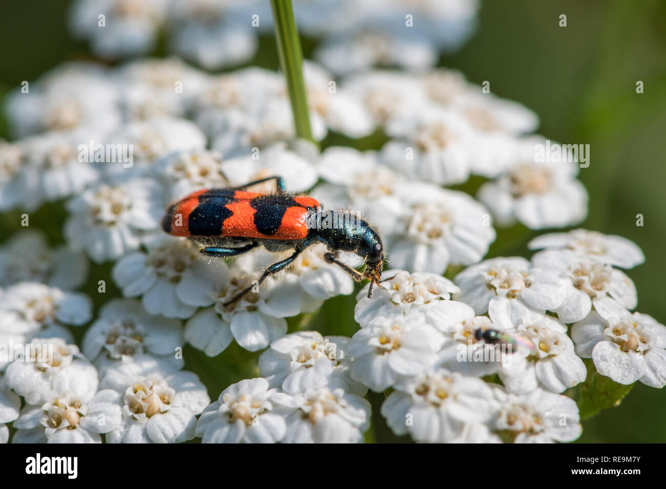 Colorful checkered beetle (Trichodes apiarius, Cleridae) sitting on a white flower Stock Photo
