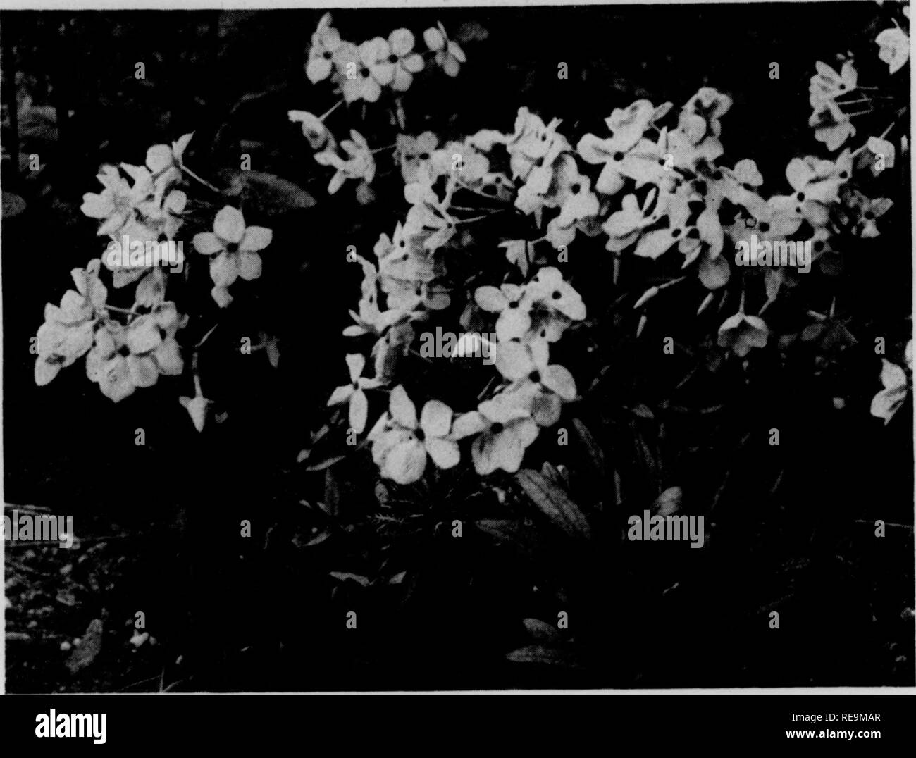 . Contributions from the Botanical Laboratory, vol. 12. Botany; Botany. 218 THE NATIONAL HORTICULTURAL MAGAZINE July, 1935. ; July, 1935 THE NATIONAL HORTICULTURAL MAGAZINE 219 Phlox stolonijera will be taken up next. If the name amoetia is used for this at all, it should be followed by the word Hort.; but the prior name P. prociimbens Lehmann should really be adopted for it instead. The true native Phlox amoena of Sims is a southeastern species, its dis- persal-center lying in the Appala- chians along the boundary between Alabama and Georgia. From there it has spread to Putnam County, Florida Stock Photo