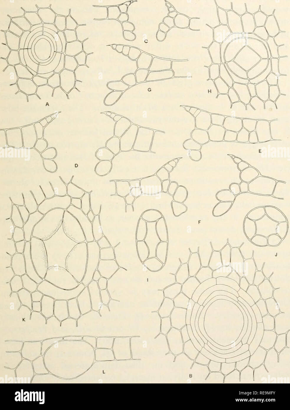 . Contributions from the Osborn Botanical Laboratory. Plants. American Species of Marchantia. 305 the species a delicate pellucid thallus with indistinct areolae but with large pores, the thallus in M. chenopoda being thick and. Fig. 19. Marchantia chenopoda L. Epidermal structures of thallus, x 225. A, B. Pores, surface view. C-G. Pores, cross-section. H-K. Pores, inner view. L. blime cell, cross-section. A, C, H-J. Guatemala, Cook &amp; Griggs 83. B, D, E, K, L. Jamaica, JV. R. Maxon 405. F, G. Peru, Cook &amp; Gilbert 755. opaque with distinct areolae and small pores. He states further that Stock Photo