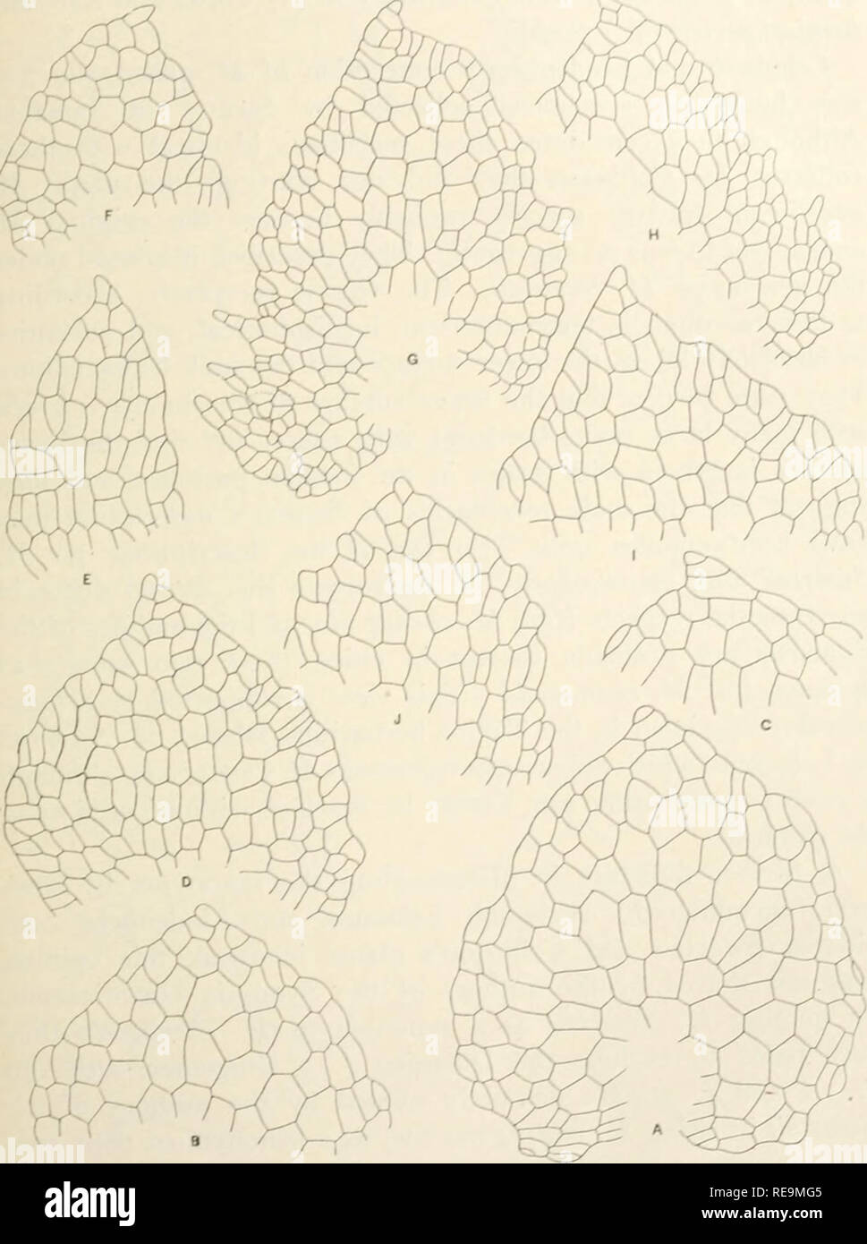 . Contributions from the Osborn Botanical Laboratory. Plants. American Species of Marchaniia. 303 /. ^A shows a plant with numerous cupules and female recep- tacles, while /. 3C shows a small forking fragment with cupules. Fig. 18. Marchantia chenopoda L. Appendages of ventral scales, x 100 A-C. PeruC..^ toHvia'H ^//' D-F Bolivia, A. d'Orbigny, type of M. peruviana. G, H. Bolivia, /i. li. Rusby 3004. I, J. Bolivia, P. Jay 71- only. The receptacles are so strongly convex that they appear conical and resemble those of Conocephalum comcum (L) Dumort. In fact, according to Lehmann and Lmdenberg, t Stock Photo